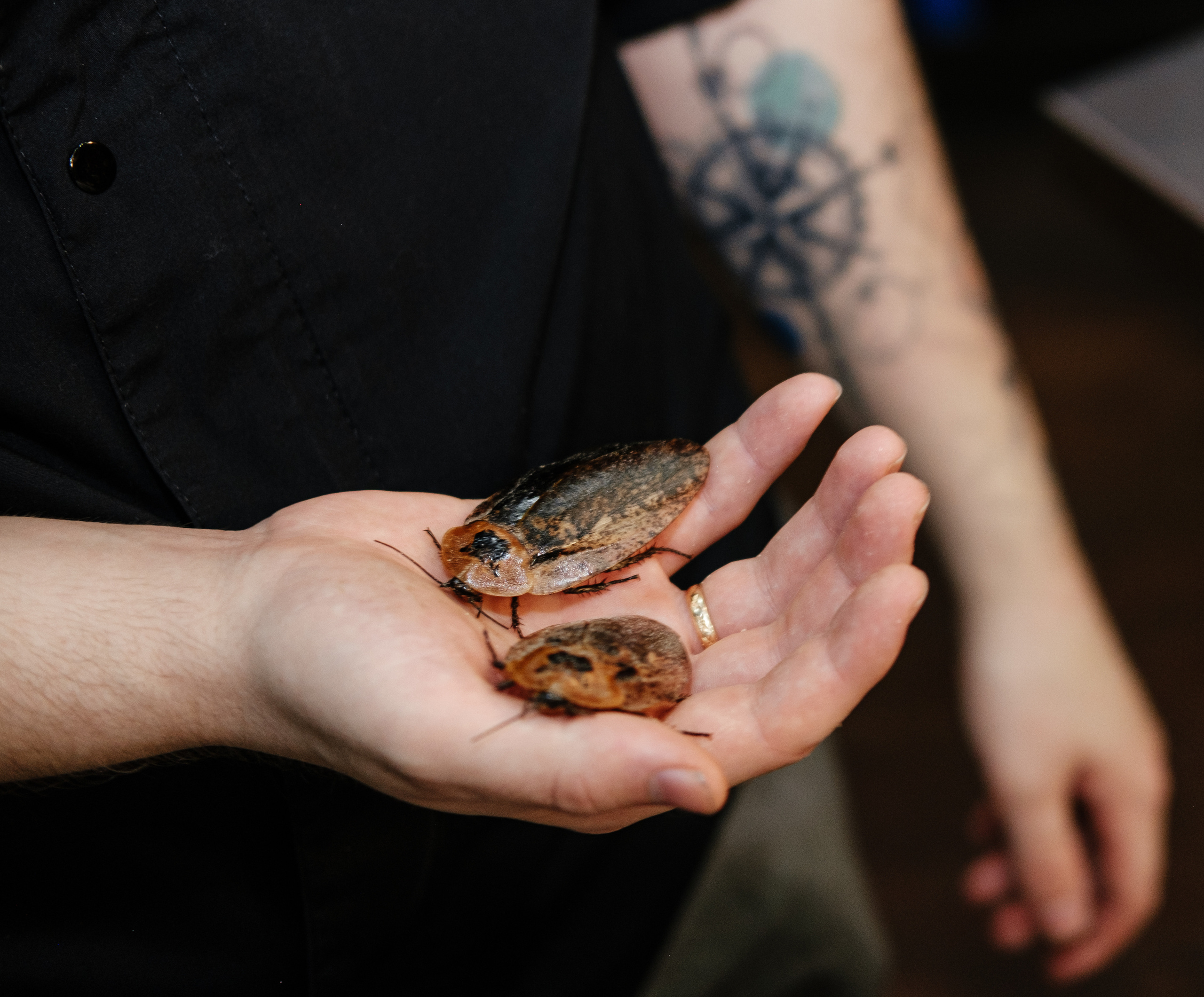 Шоу Адская кухня. Фотограф в Иркутске Анна Мирошникова