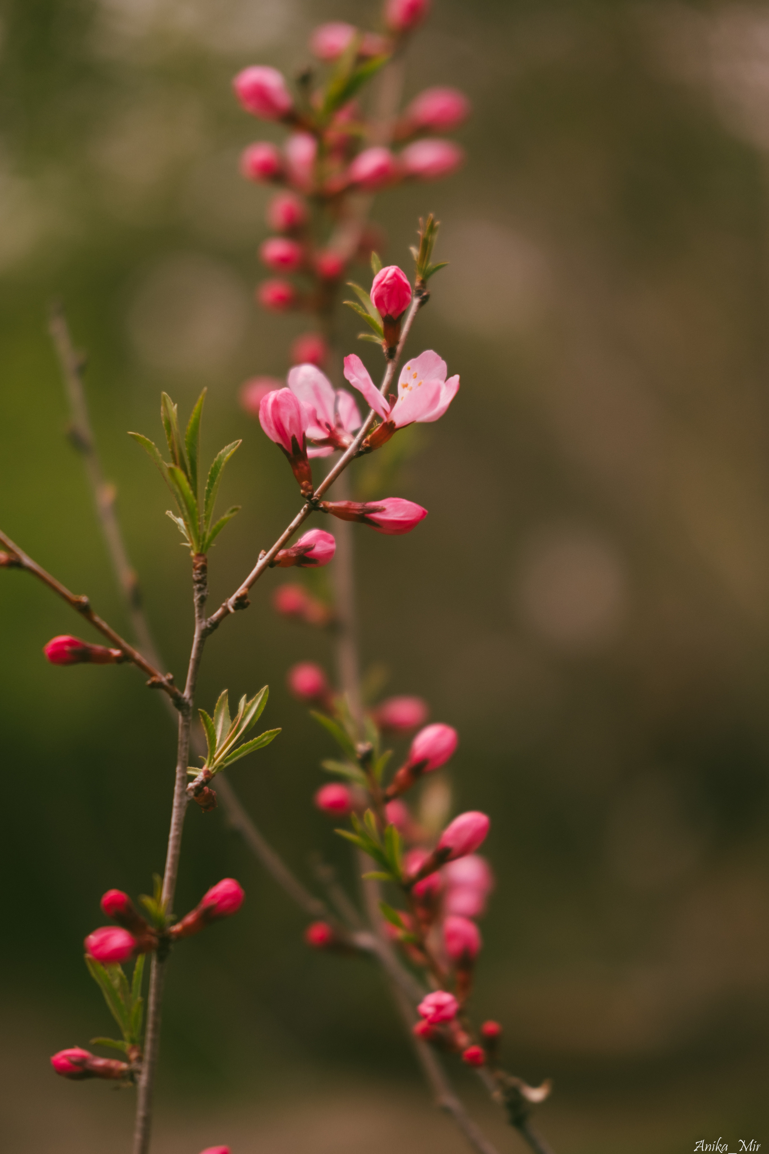 Праздник цветения сакуры. Фотограф в Иркутске Анна Мирошникова