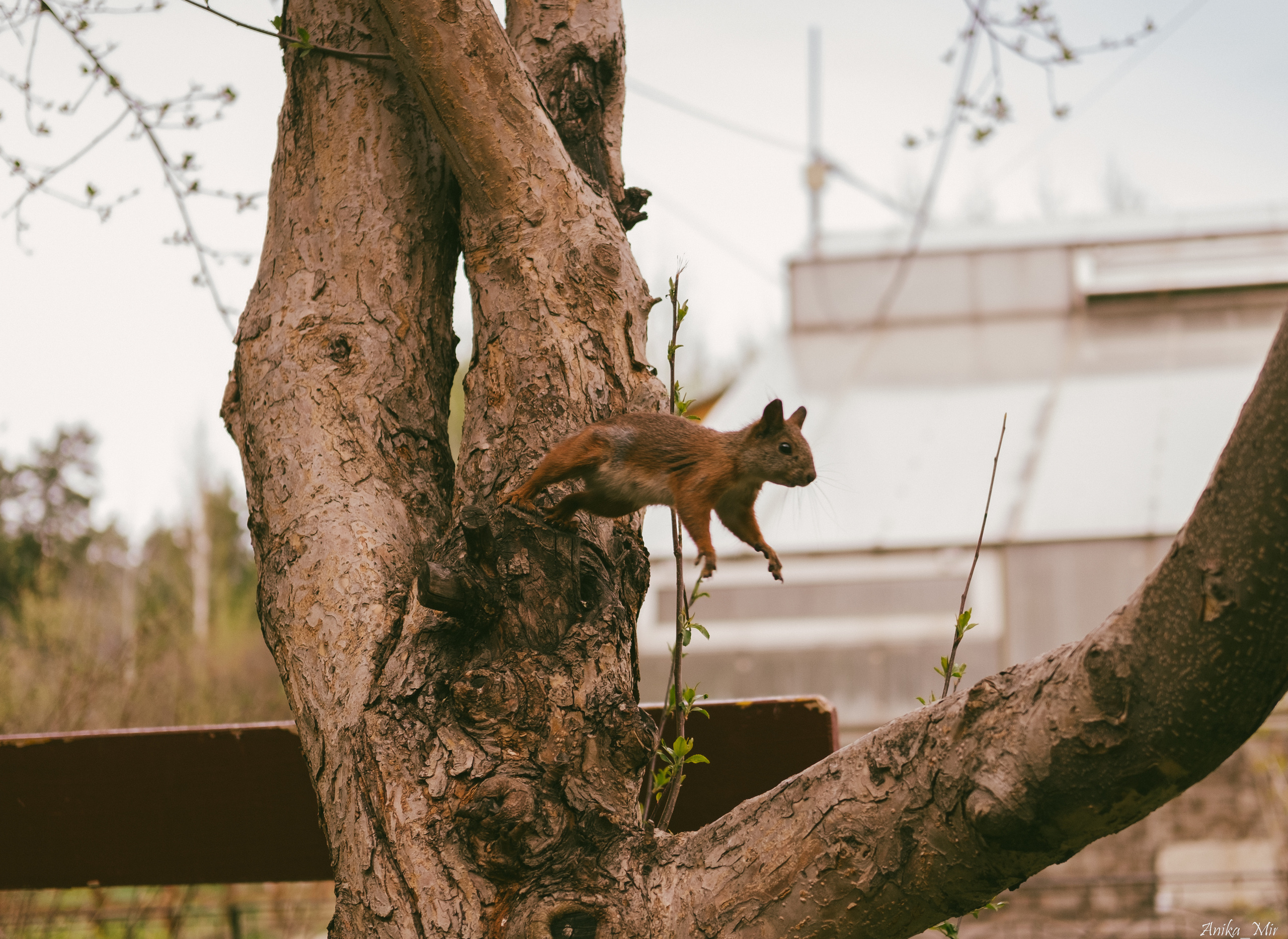 Праздник цветения сакуры. Фотограф в Иркутске Анна Мирошникова