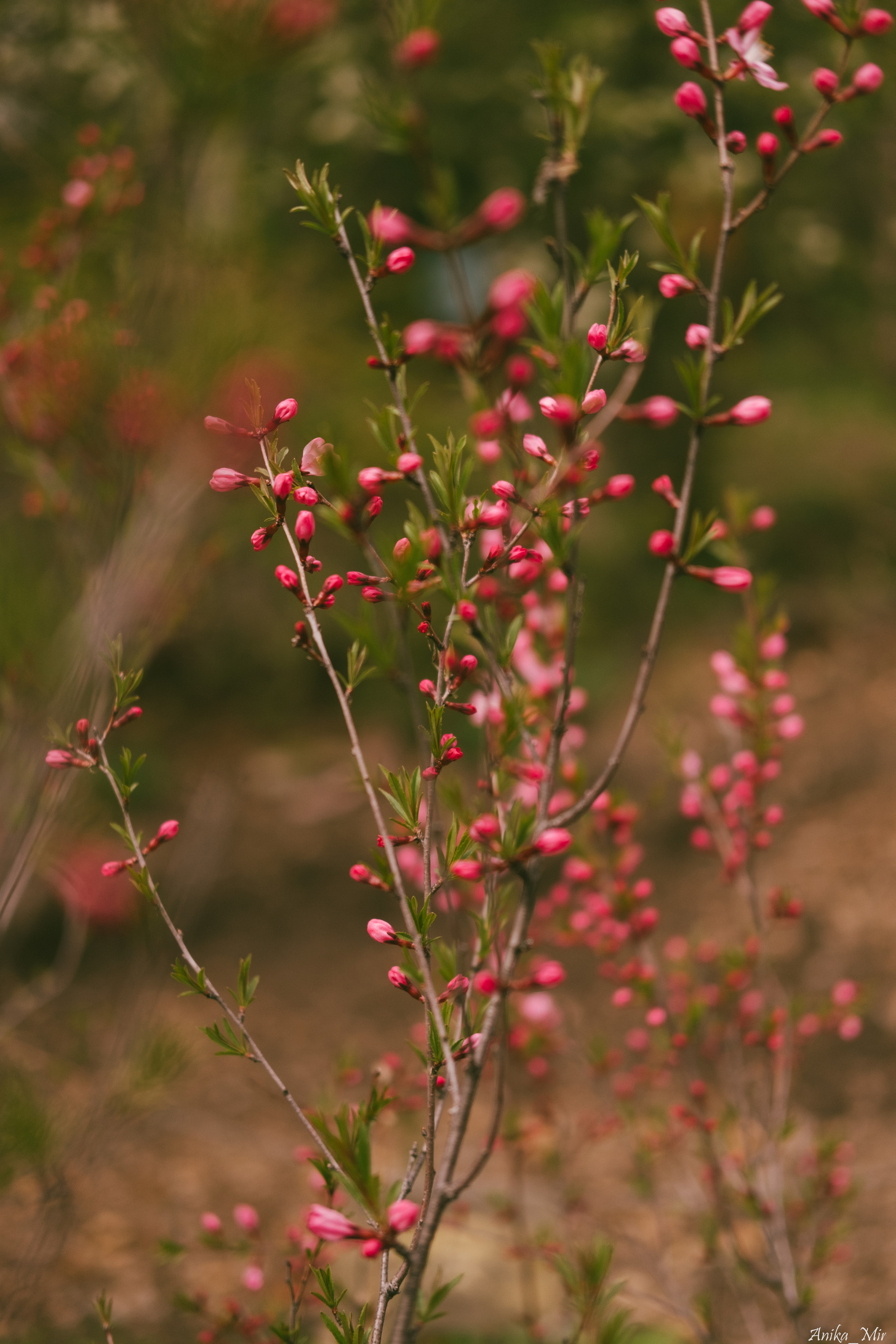 Праздник цветения сакуры. Фотограф в Иркутске Анна Мирошникова