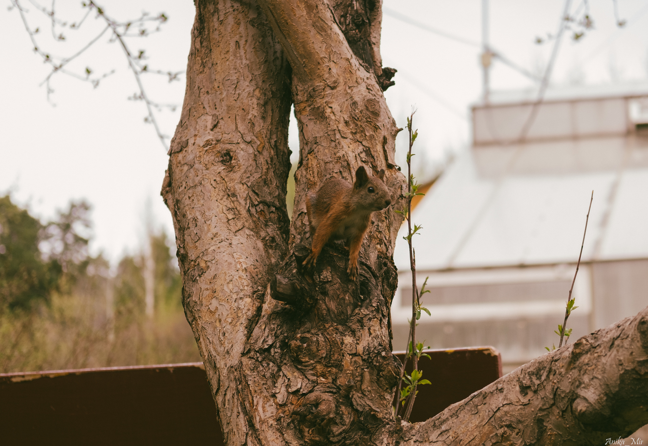 Праздник цветения сакуры. Фотограф в Иркутске Анна Мирошникова