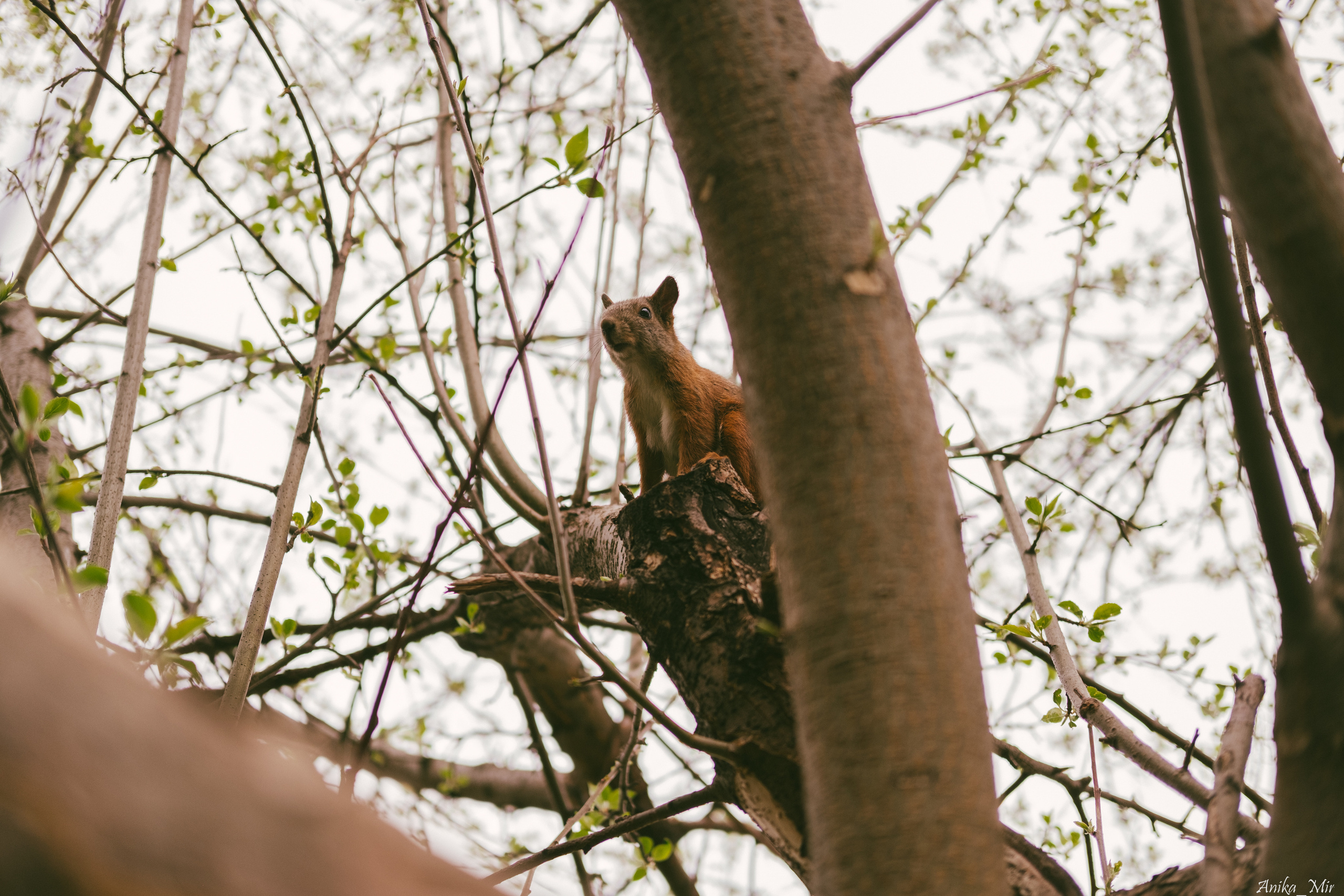 Праздник цветения сакуры. Фотограф в Иркутске Анна Мирошникова