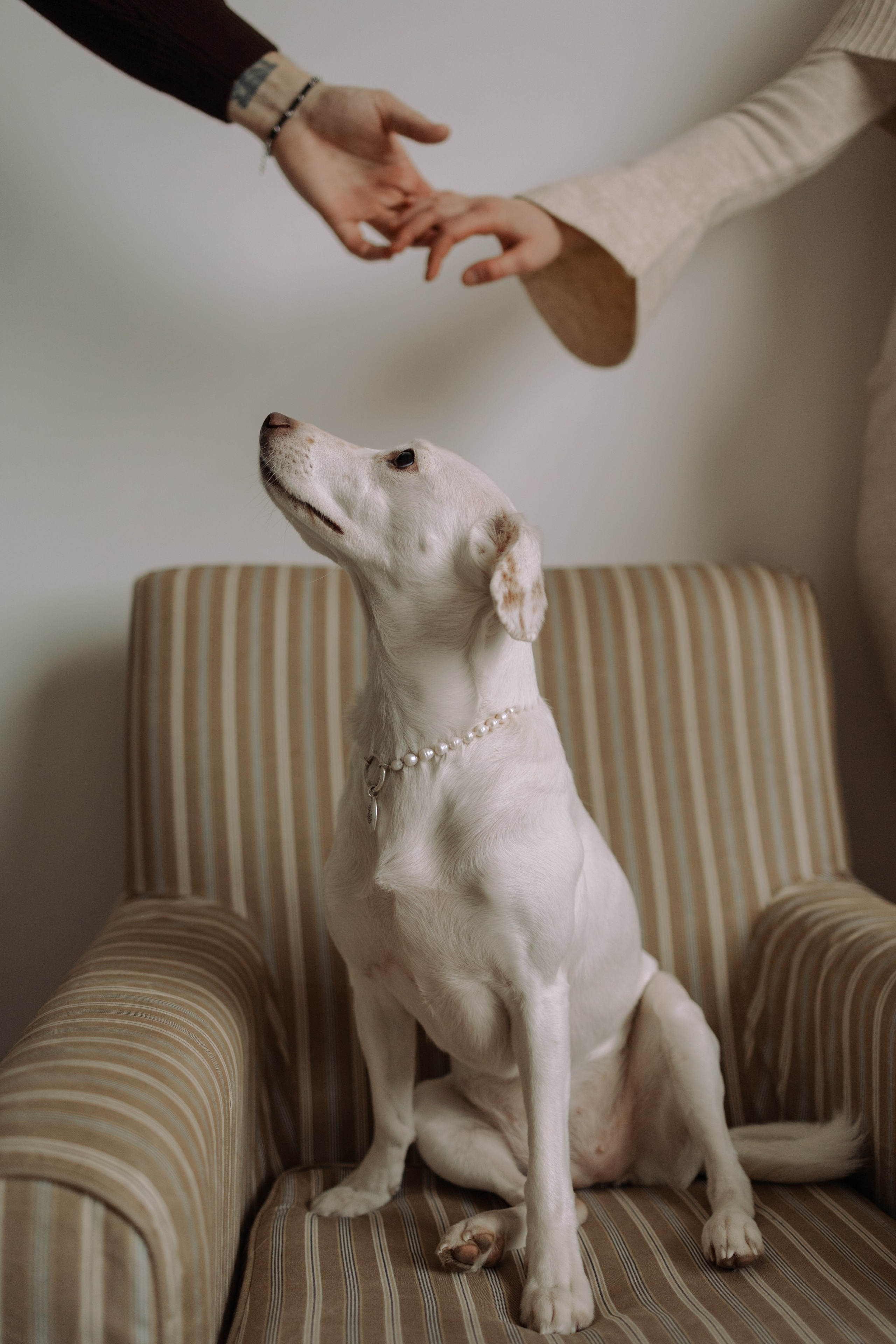 Луна и ее семья. Фотограф — Анималист | Санкт-Петербург