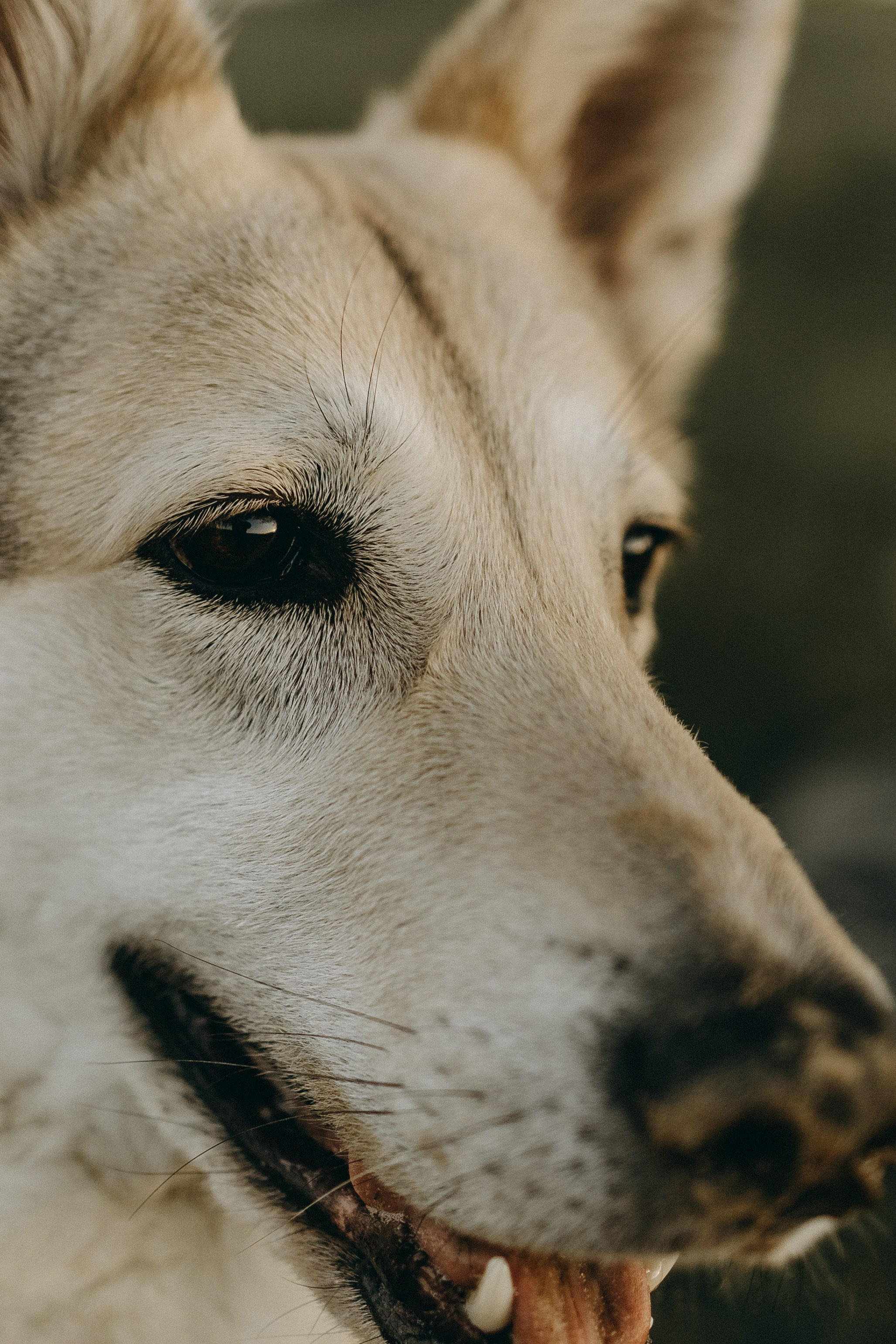 Саша и Зельда. Фотограф — Анималист | Санкт-Петербург