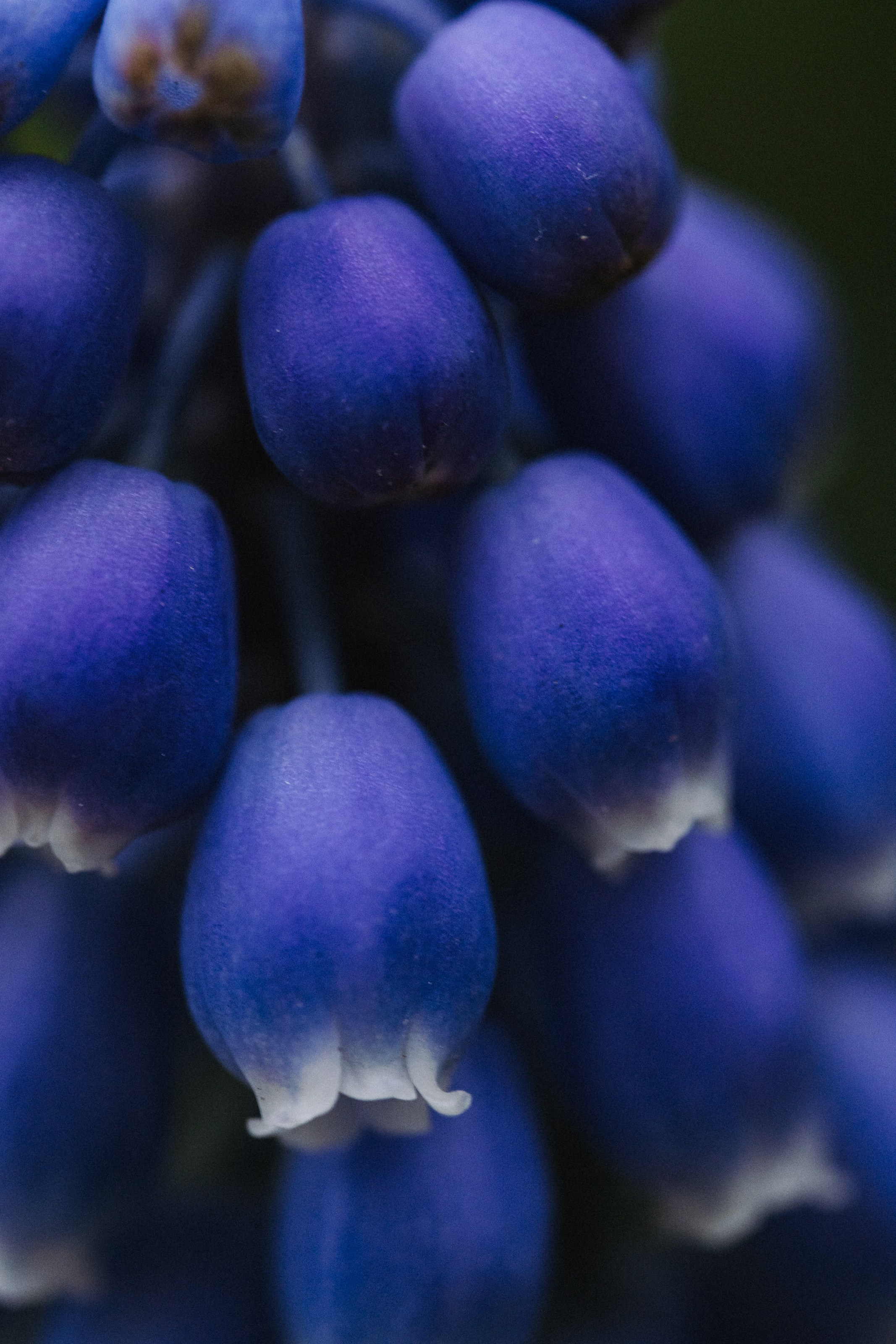 Macro. Фотограф на Юге России