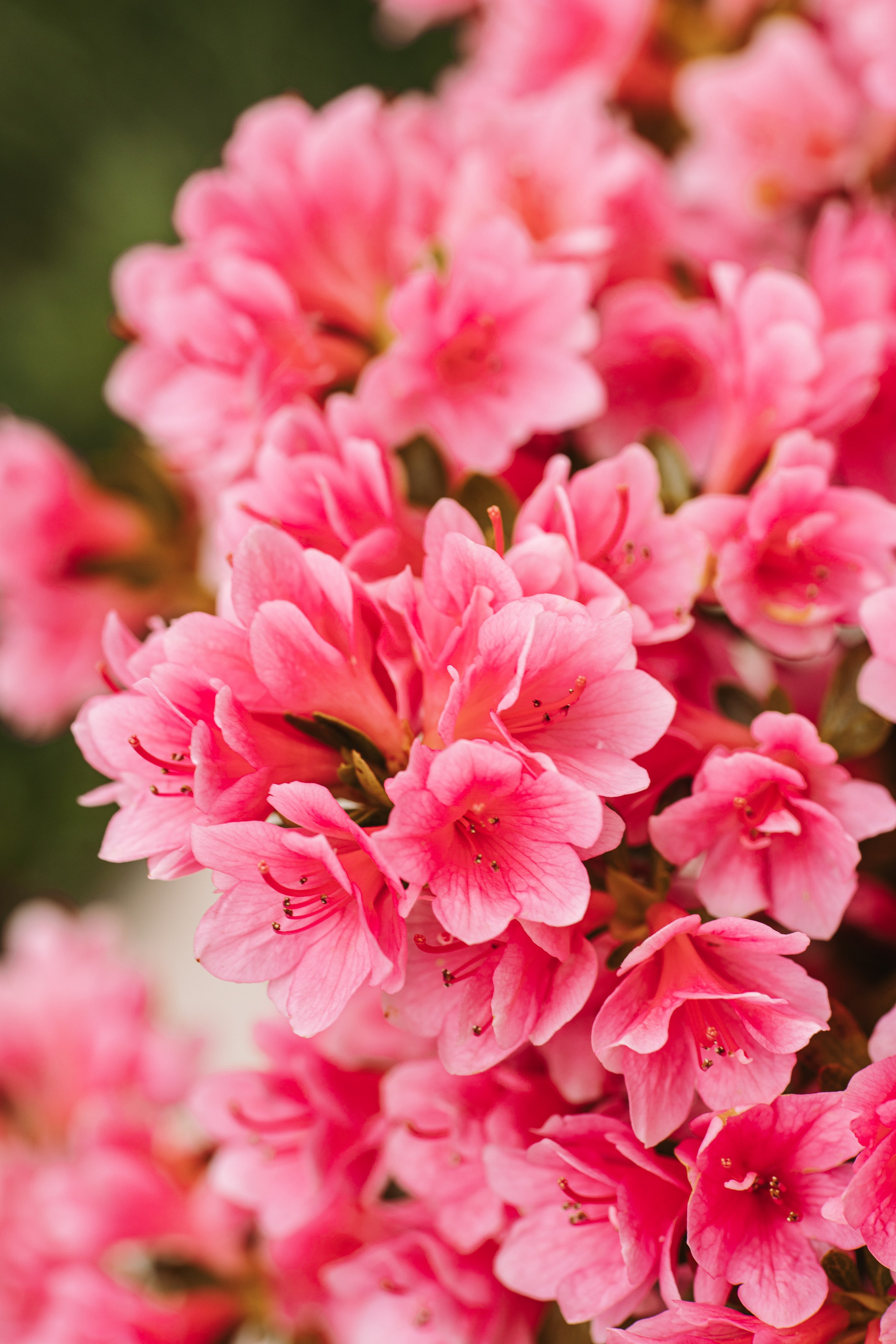 Macro. Фотограф на Юге России