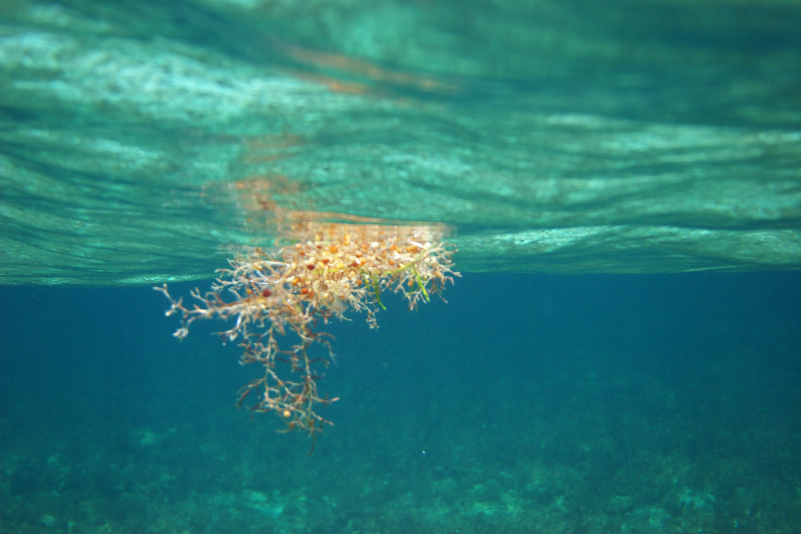 Под водой. Миша Печёнкин | фотография