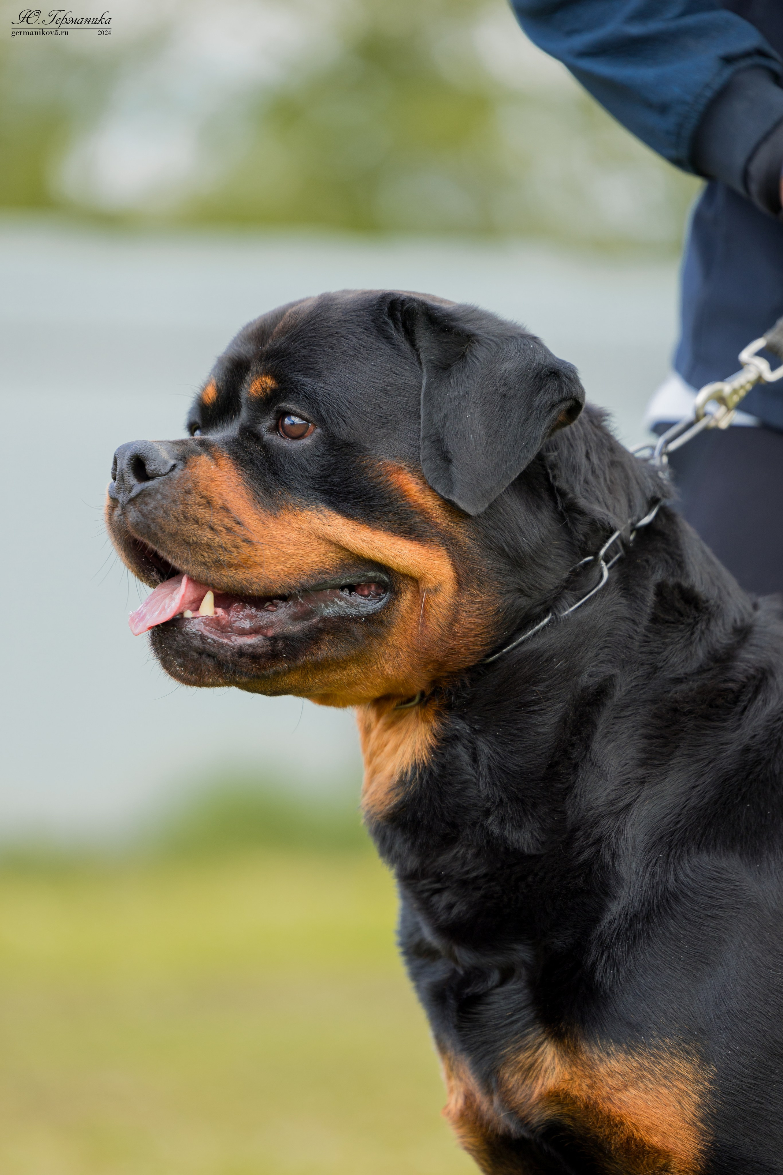 Нижний Новгород 11-12.05.2024 моно ротвейлеров. Фотограф-анималист Юлия Германика