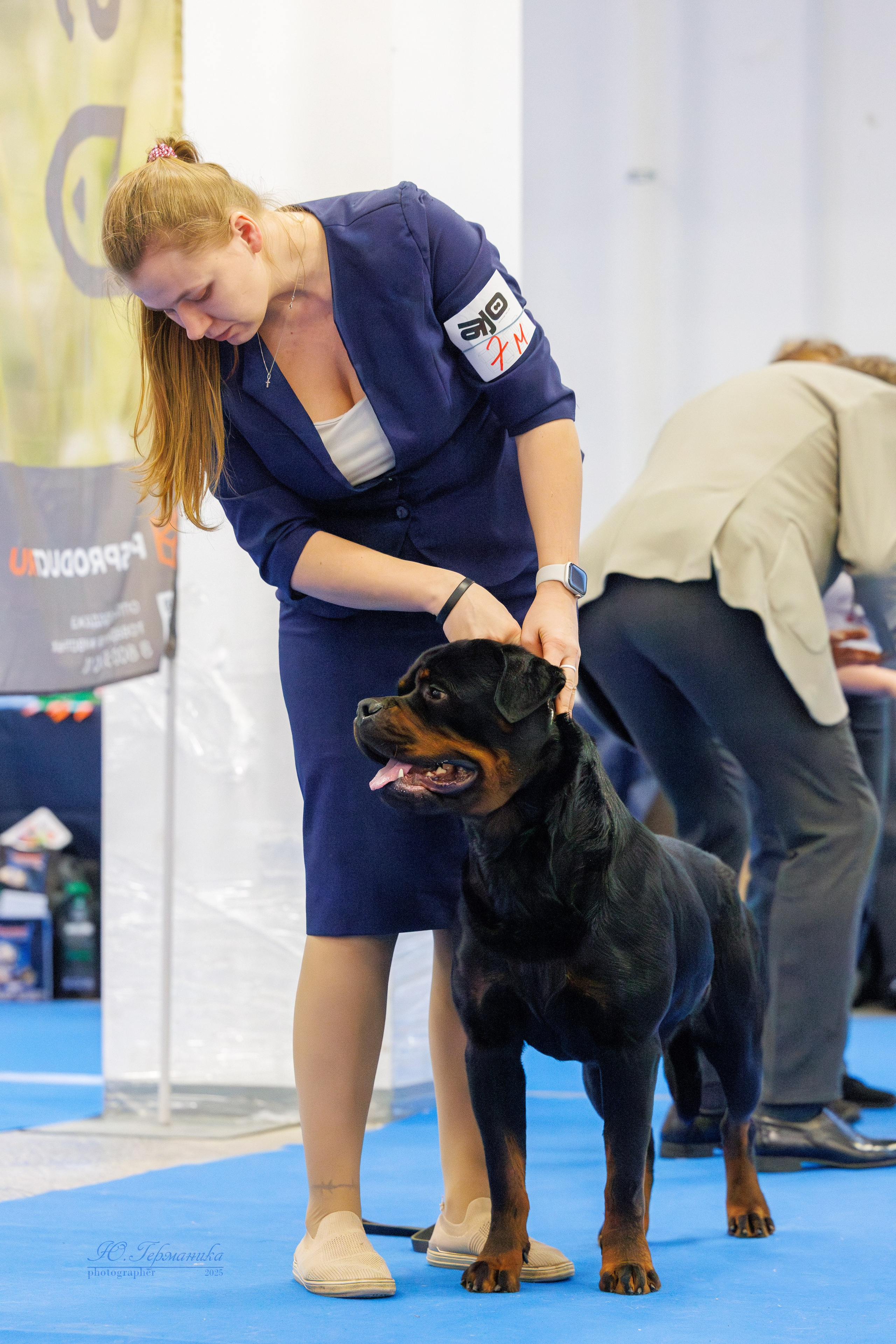Питер ротвейлеры 18.01,Крокус 19.01.2025. Фотограф-анималист Юлия Германика