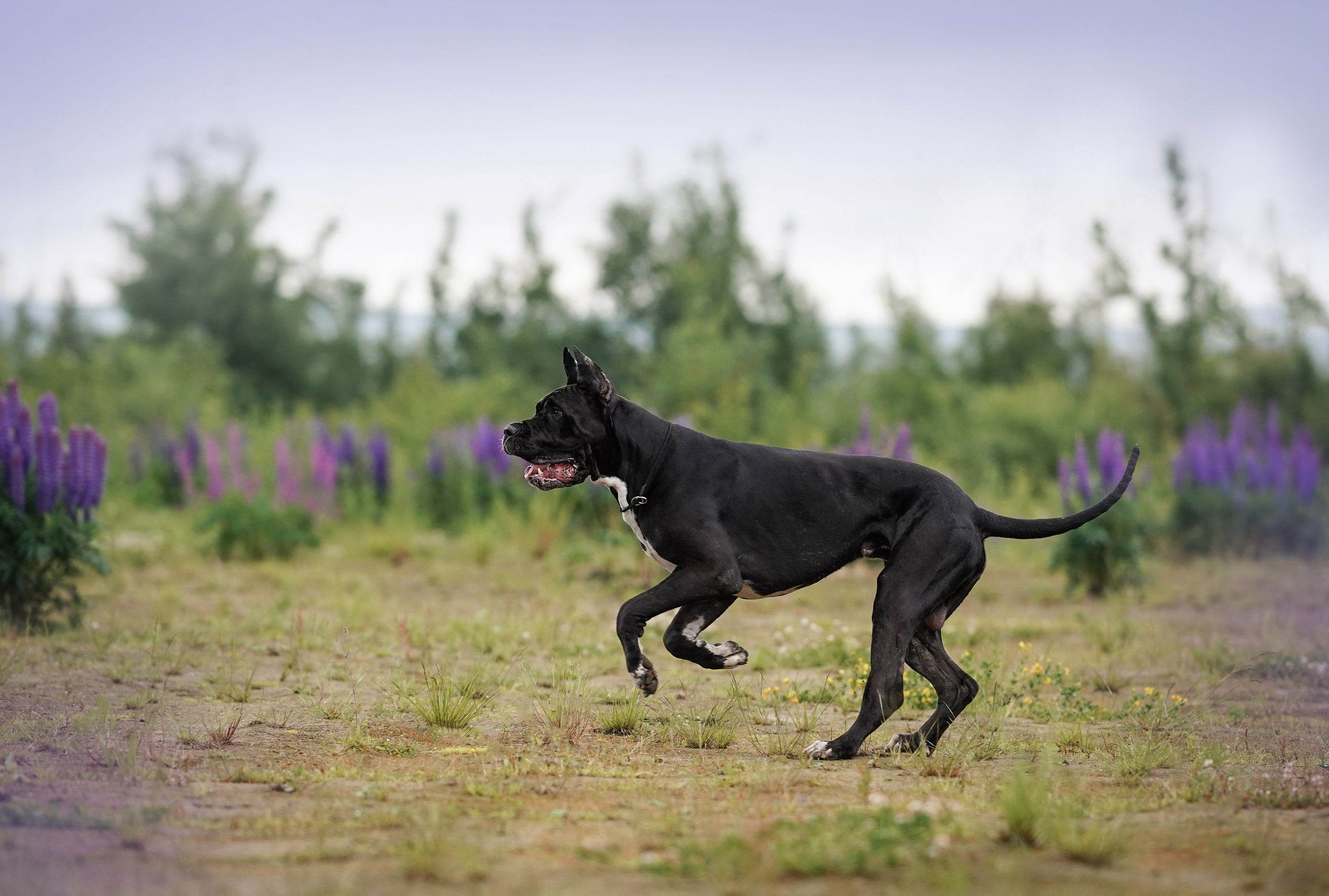 Вика и Трофей люпины. Фотограф-анималист в Санкт-Петербурге Яна Мартынова