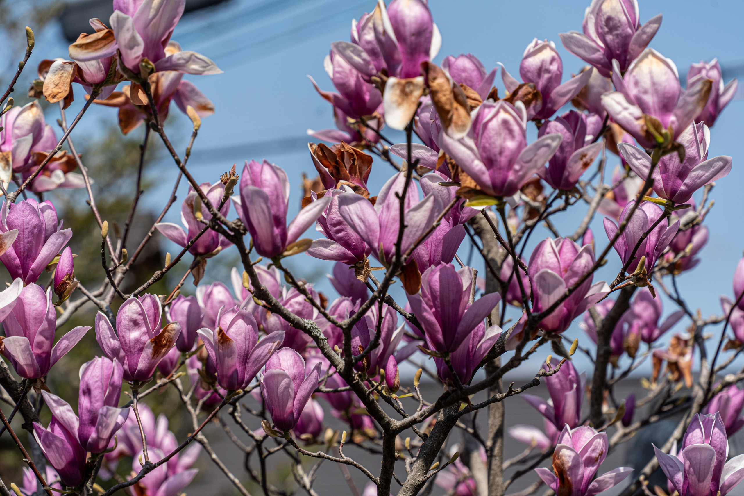 Япония, сакура. Творческие сьемки