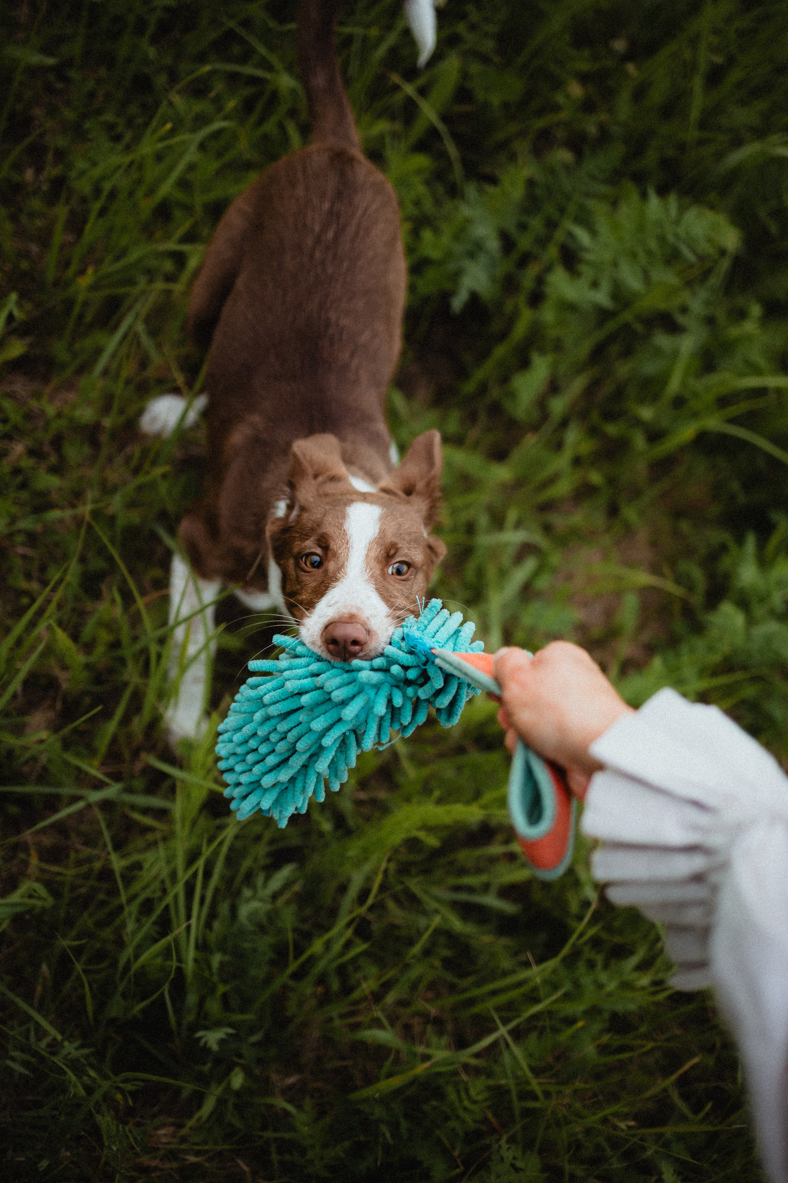 Выездной дог-тренинг от школы «Шерсть имею»
