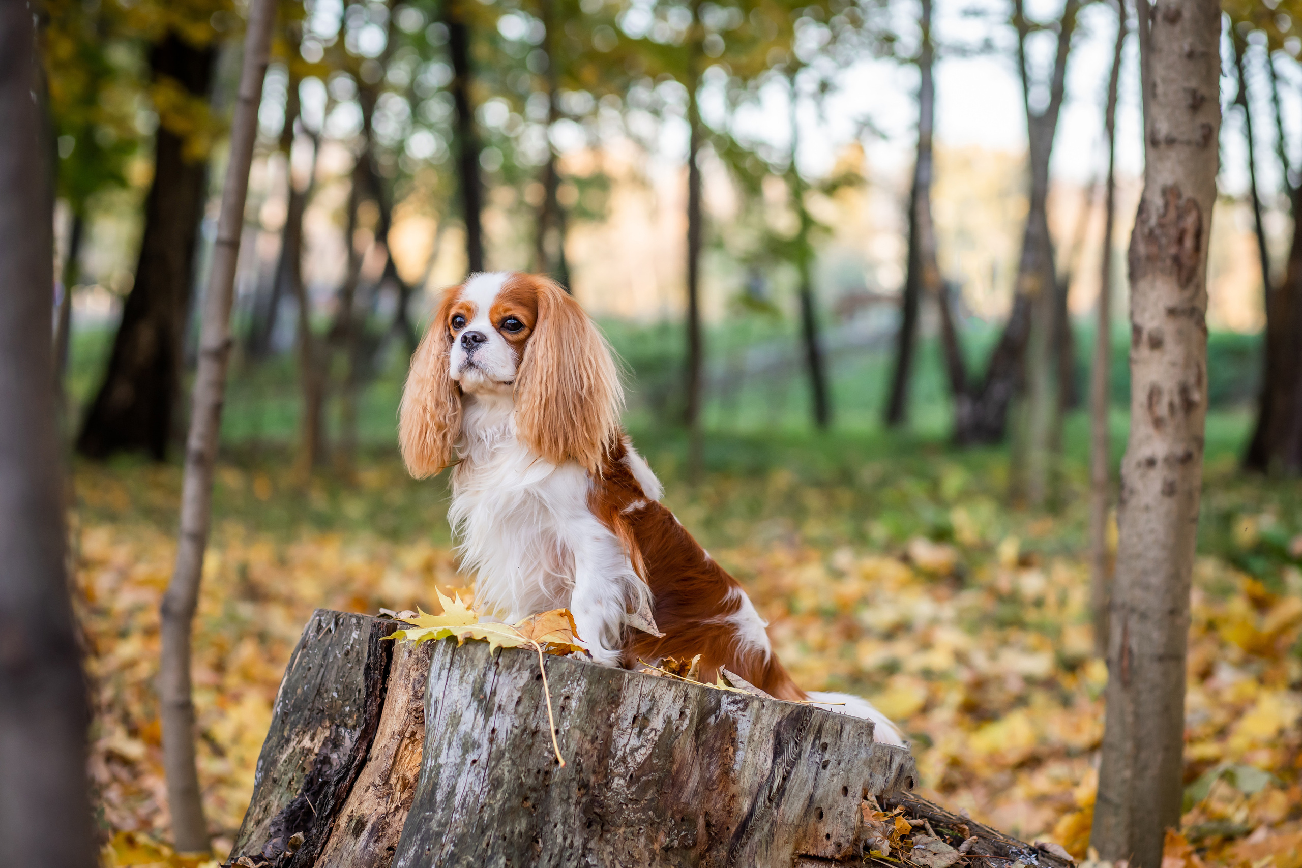 Осень. Фотограф Казакова Анастасия