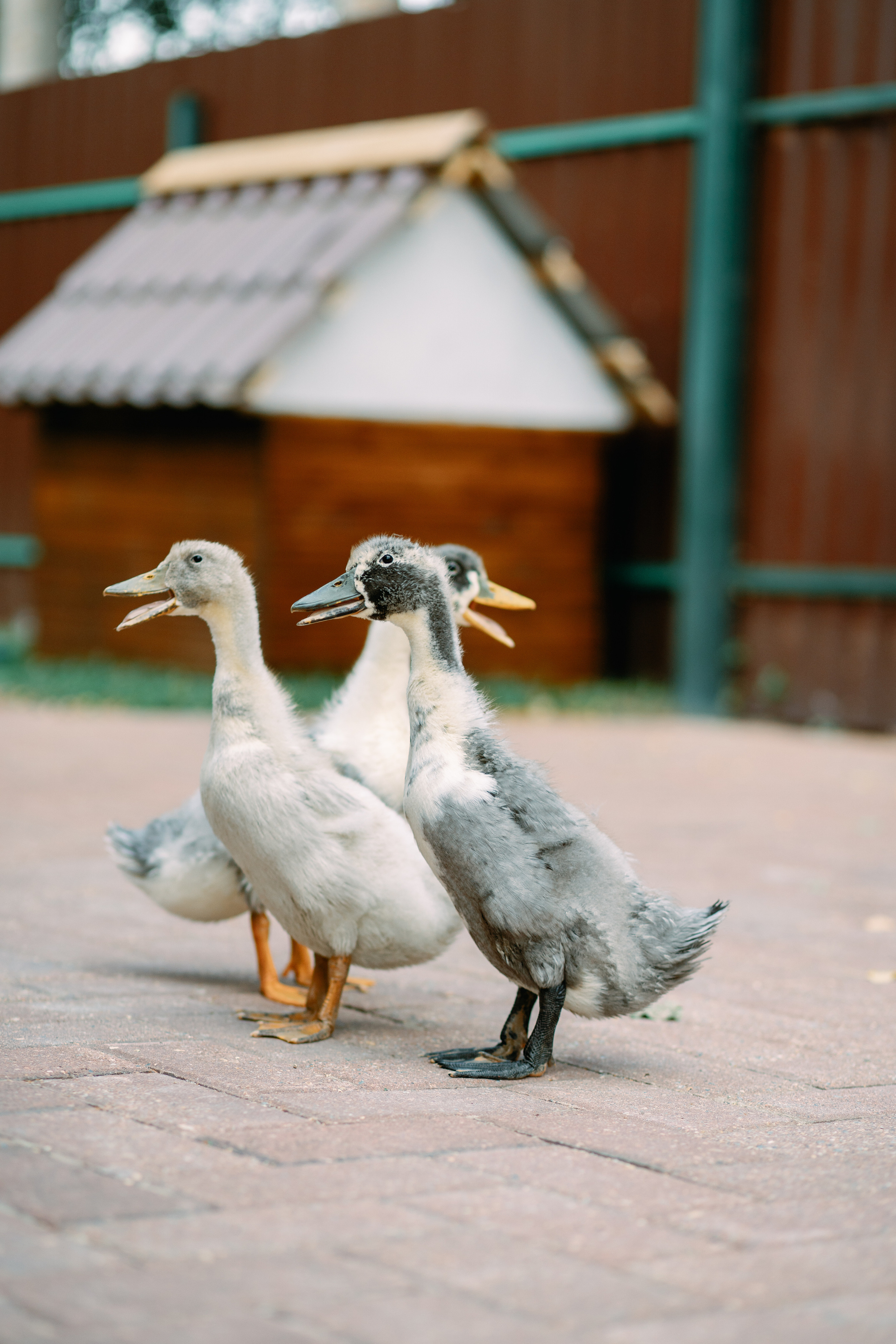 Кошки и утки. Фотограф Казакова Анастасия