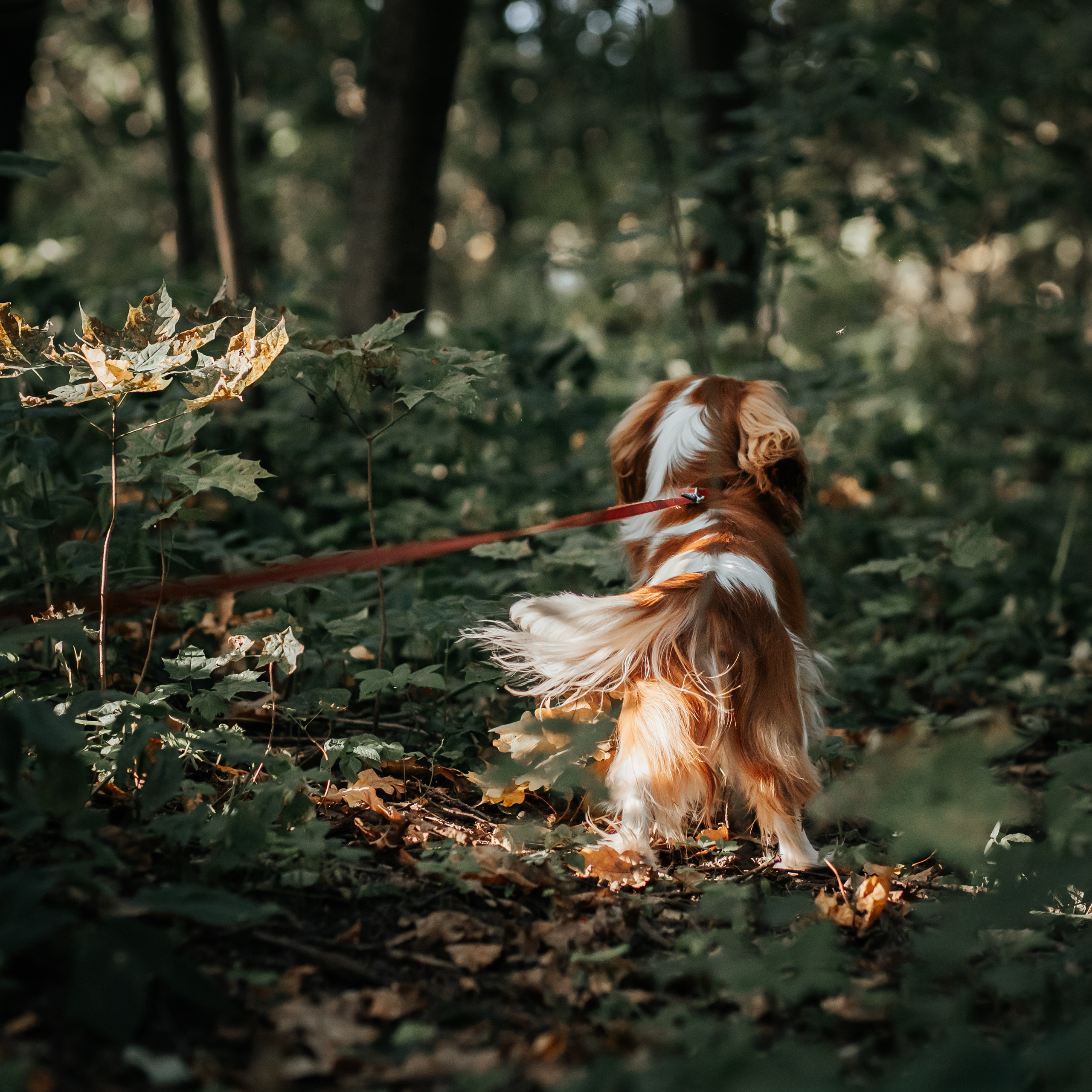 Федор и Кевин. Фотограф Казакова Анастасия