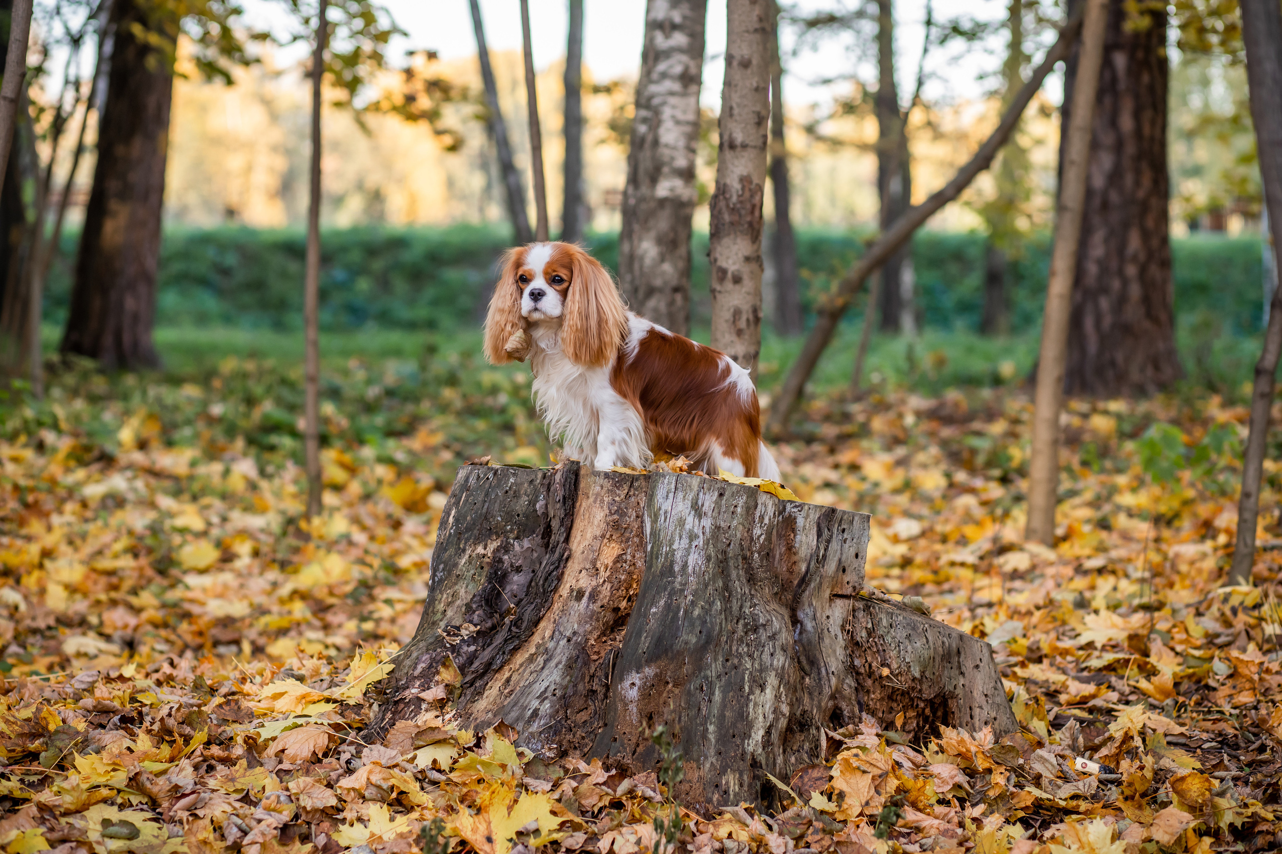 Осень. Фотограф Казакова Анастасия