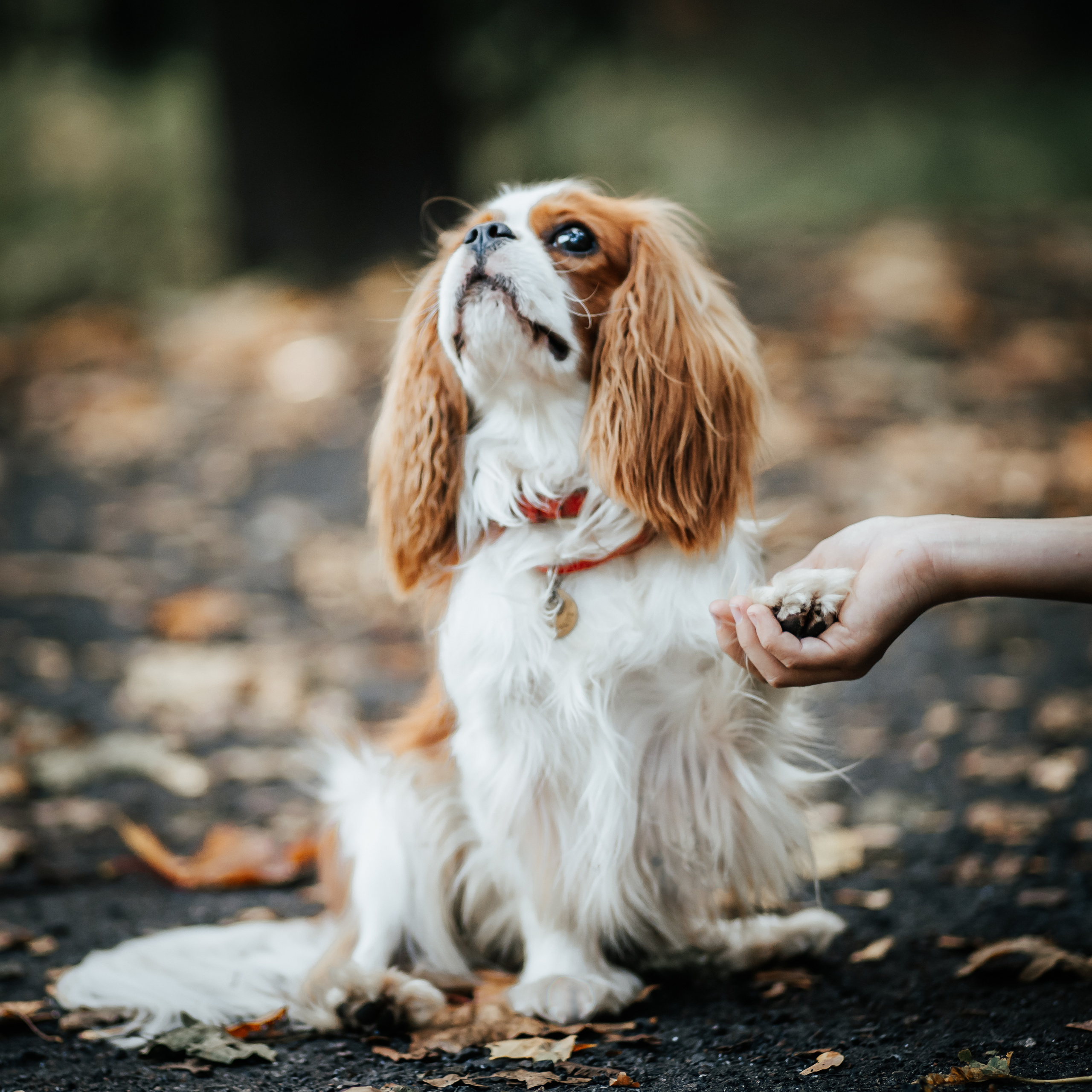 Федор и Кевин. Фотограф Казакова Анастасия