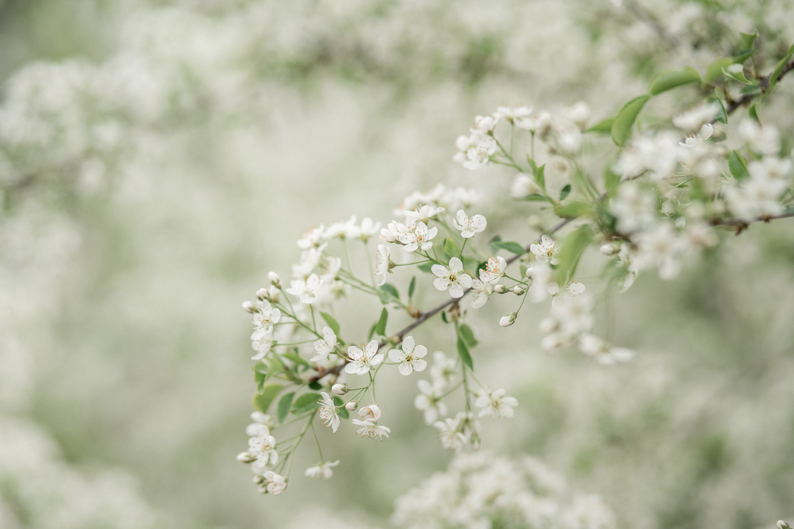 Миша и Аня. Фотограф Казакова Анастасия