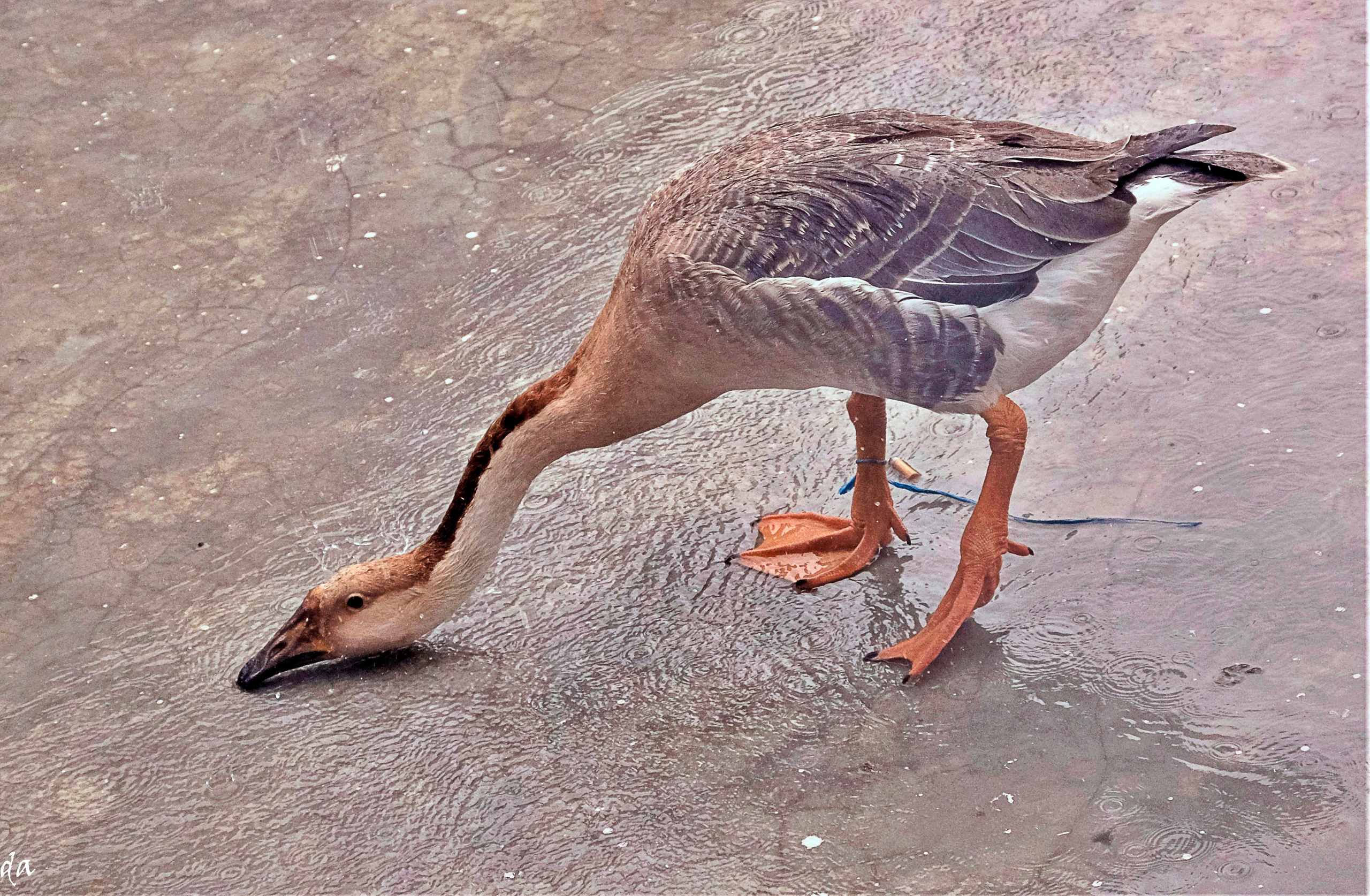 В мире животных. Фотограф Дмитрий Алексеев