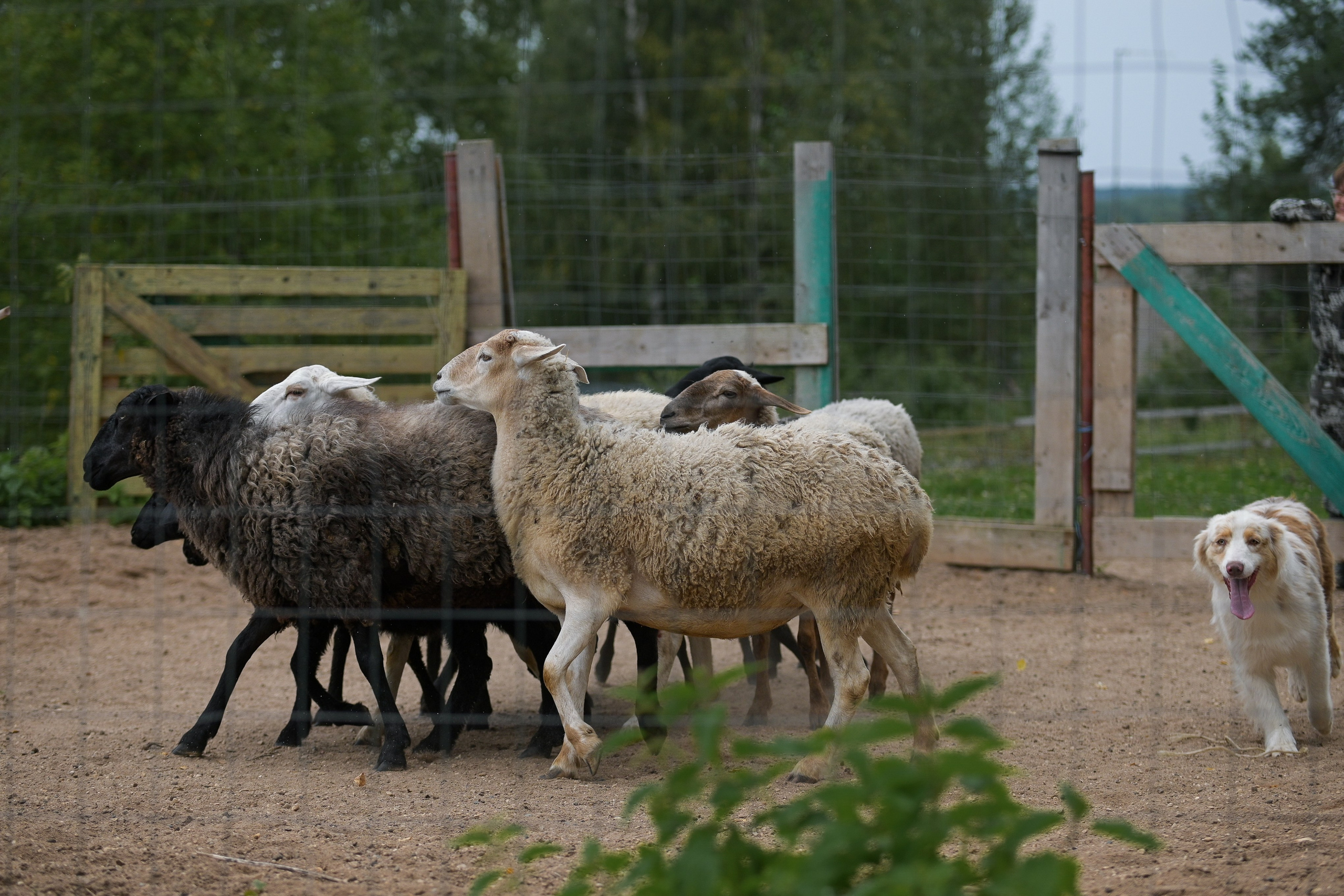 Пастьба собак. Творческий фотограф Вологда