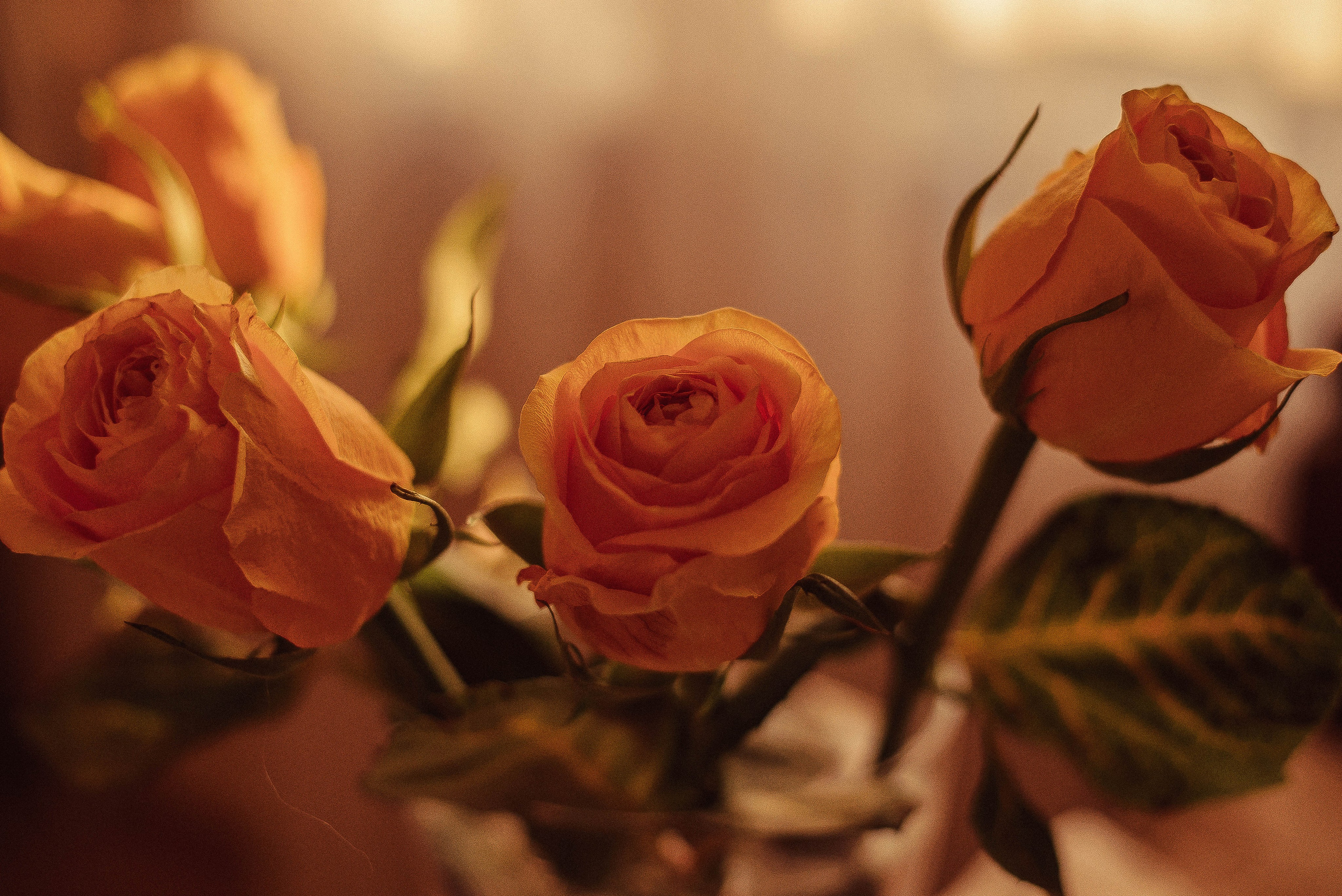 ПРЕДМЕТНАЯ/ МАКРО. Фотограф Фомина Екатерина Сергеевна