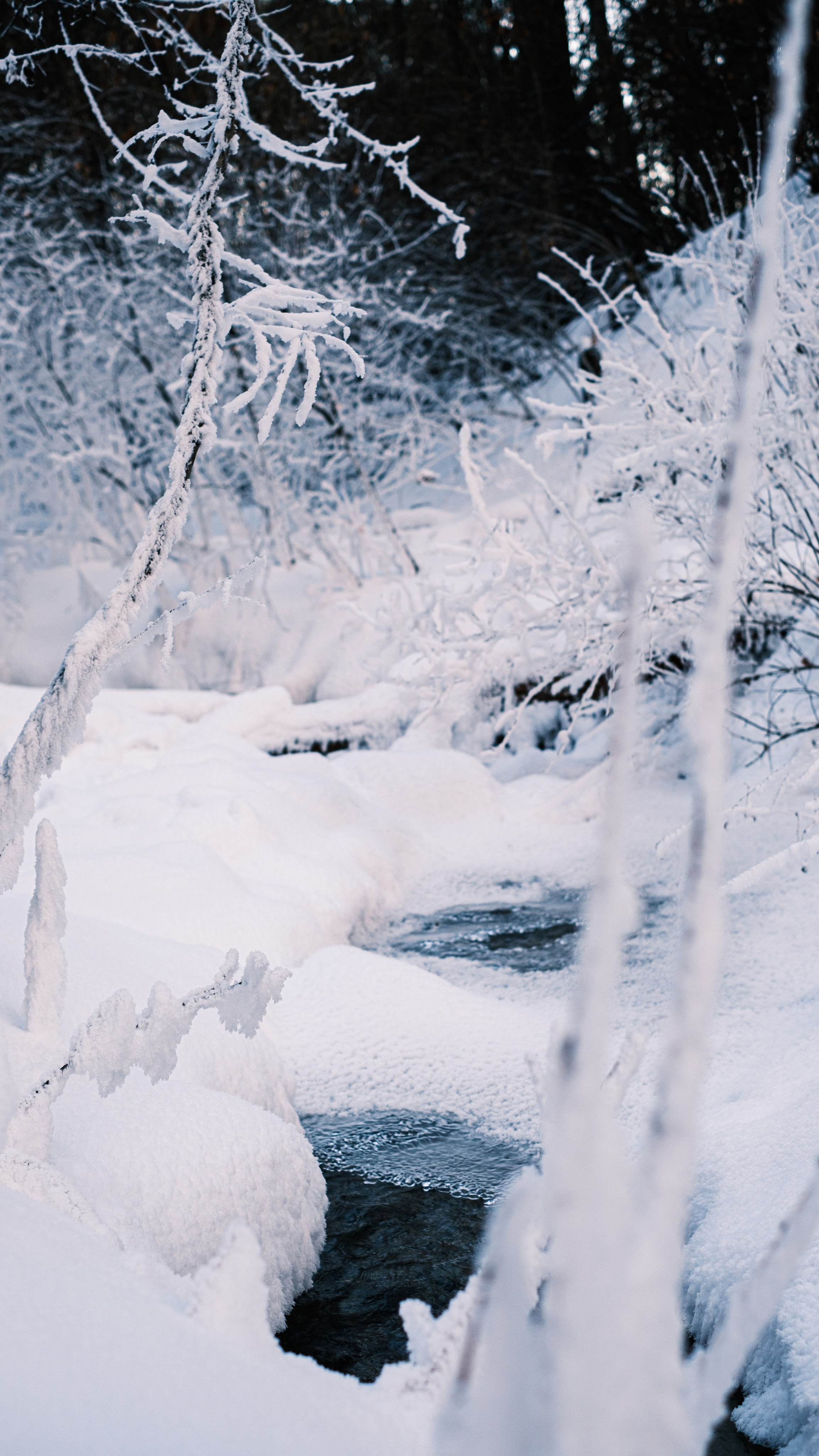 Мухинский лес зимой. Фотограф Благовещенска Яна