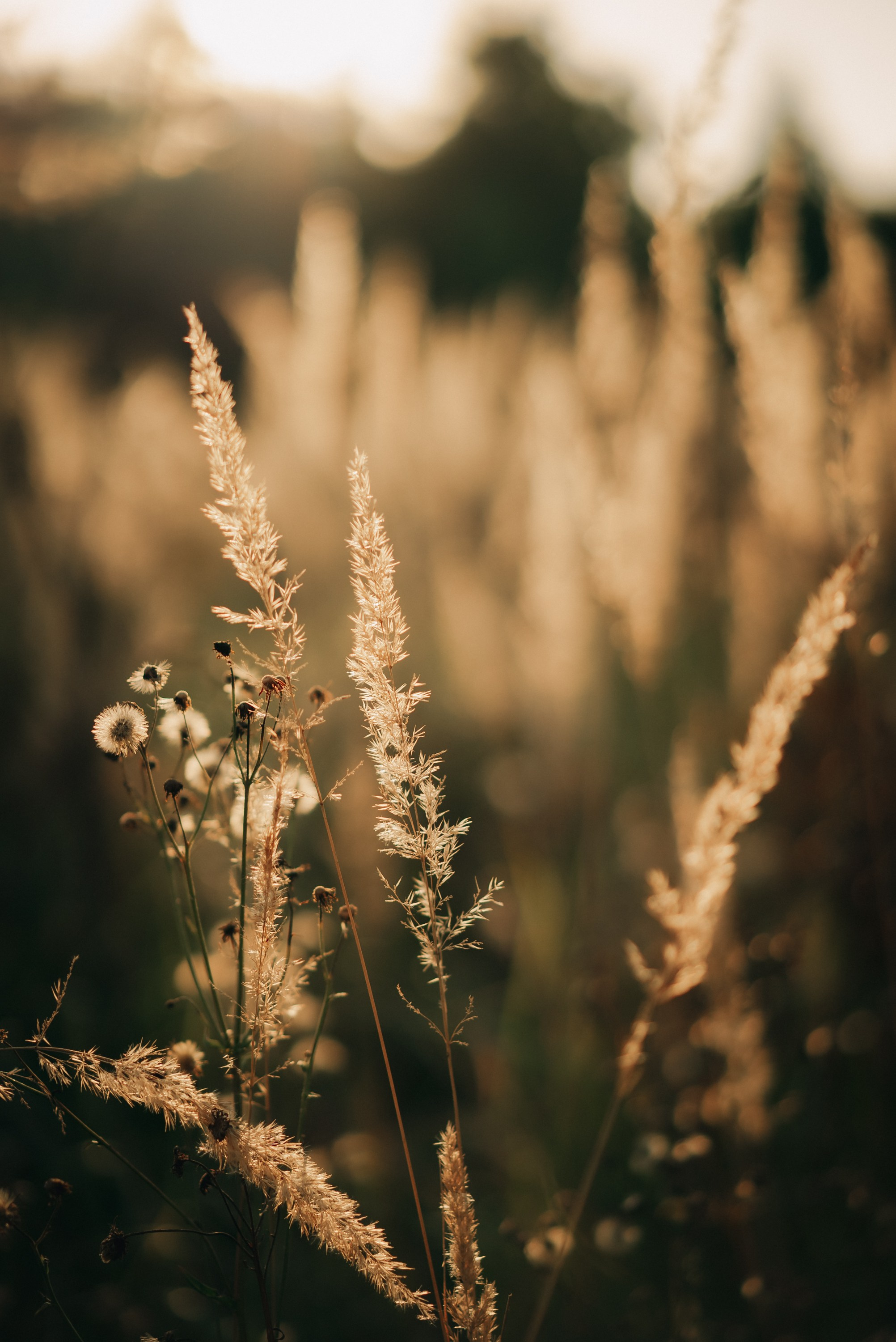 Андрей и Оля в поле. Andrey Luzin | [yooroock] photographer