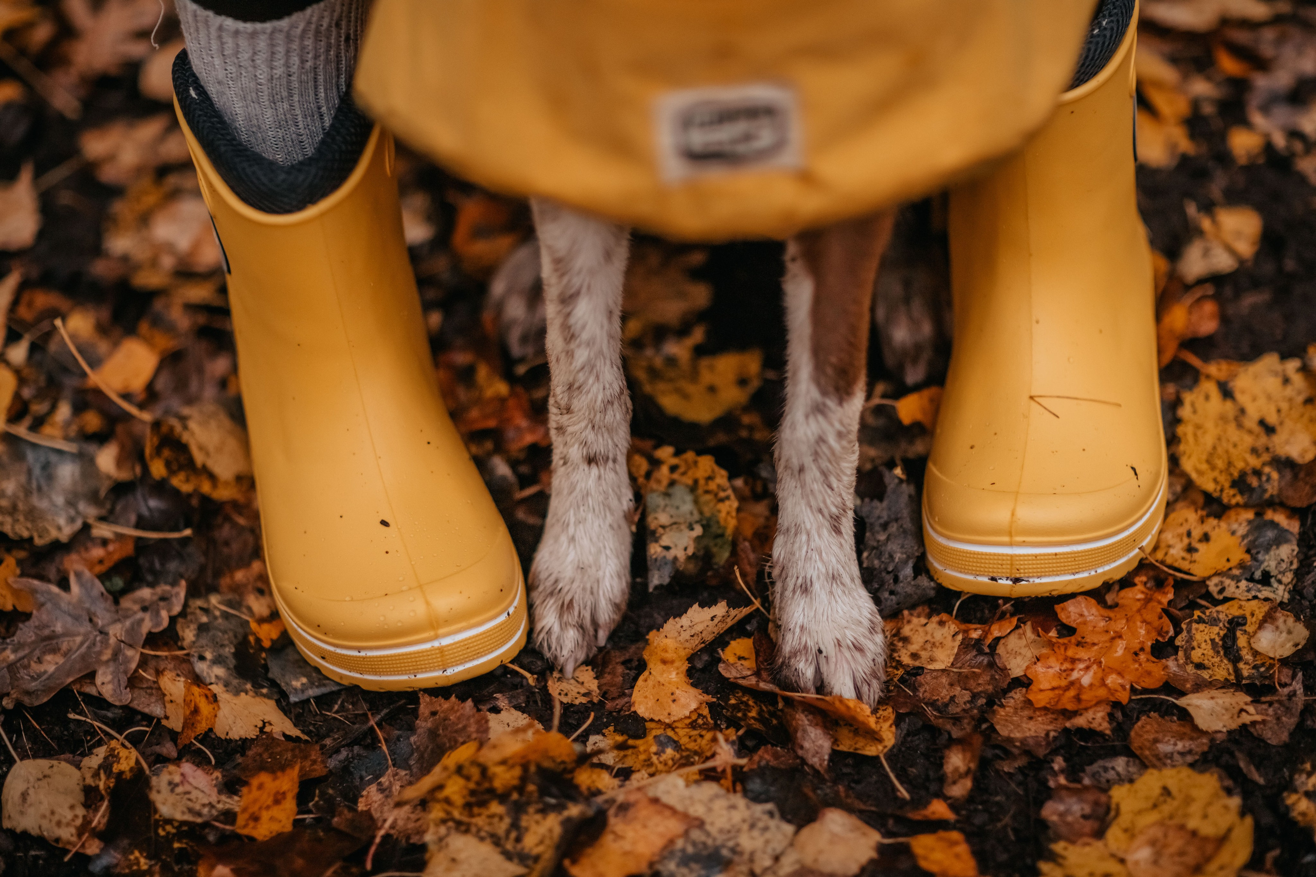 Марина и Энс в осеннем дождливом лесу. Семейный фотограф анималист Мария Крючкова