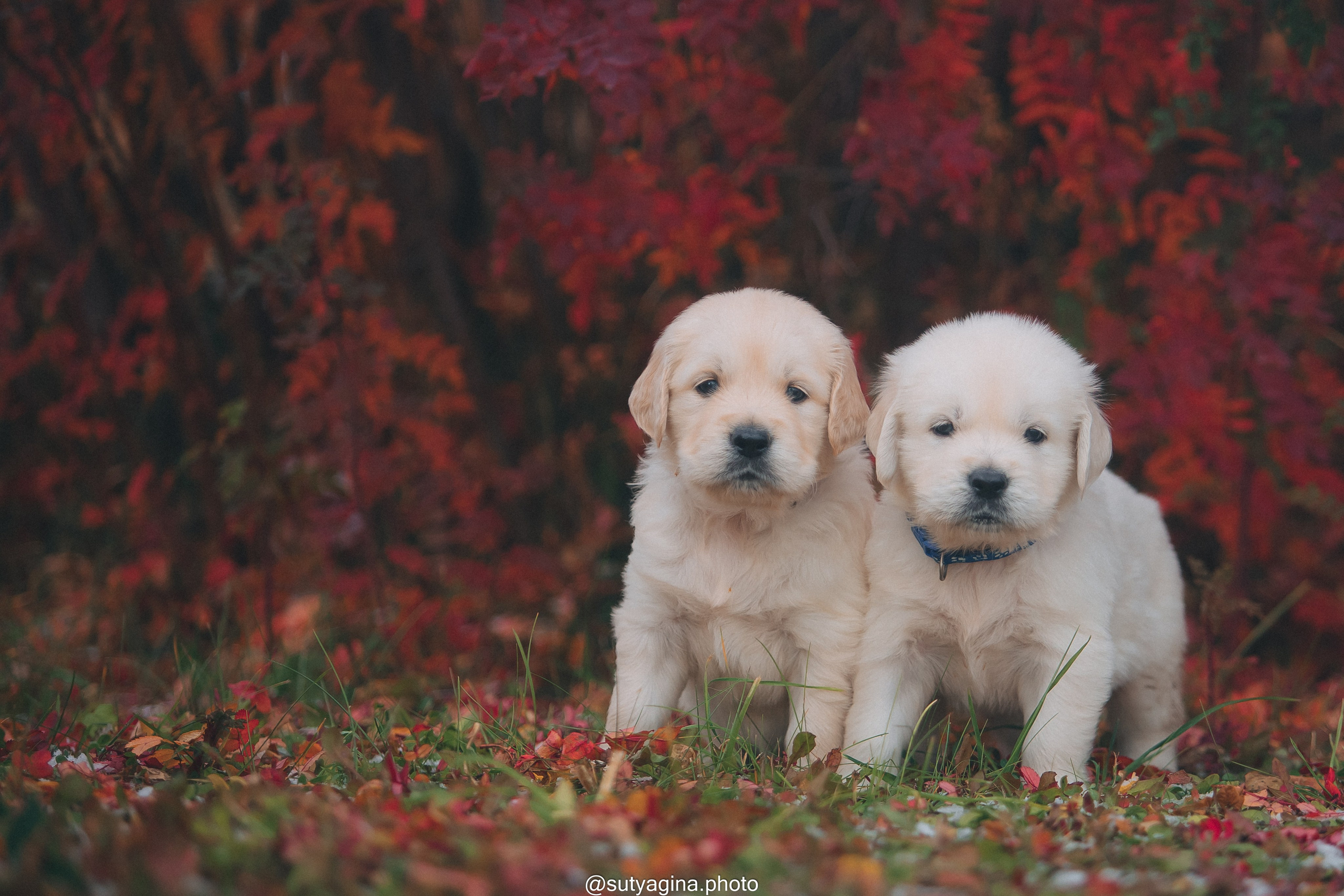 Синий ошейник. Свадебный и женский фотограф