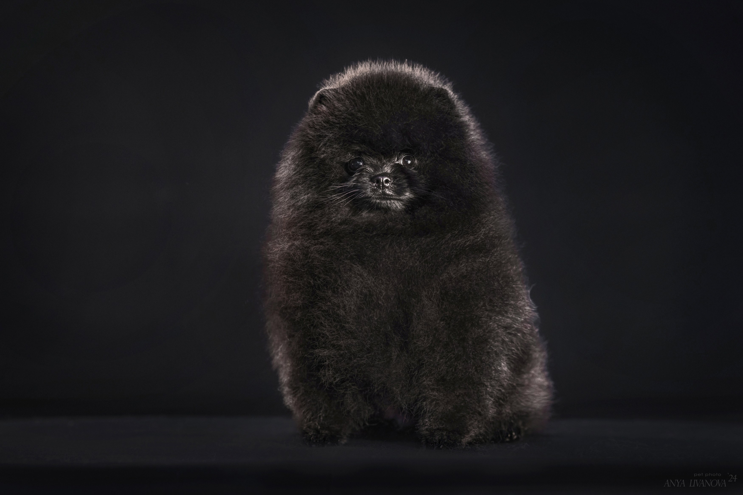 Шпицы. Фотограф анималист Аня Ливанова | Рыбинск