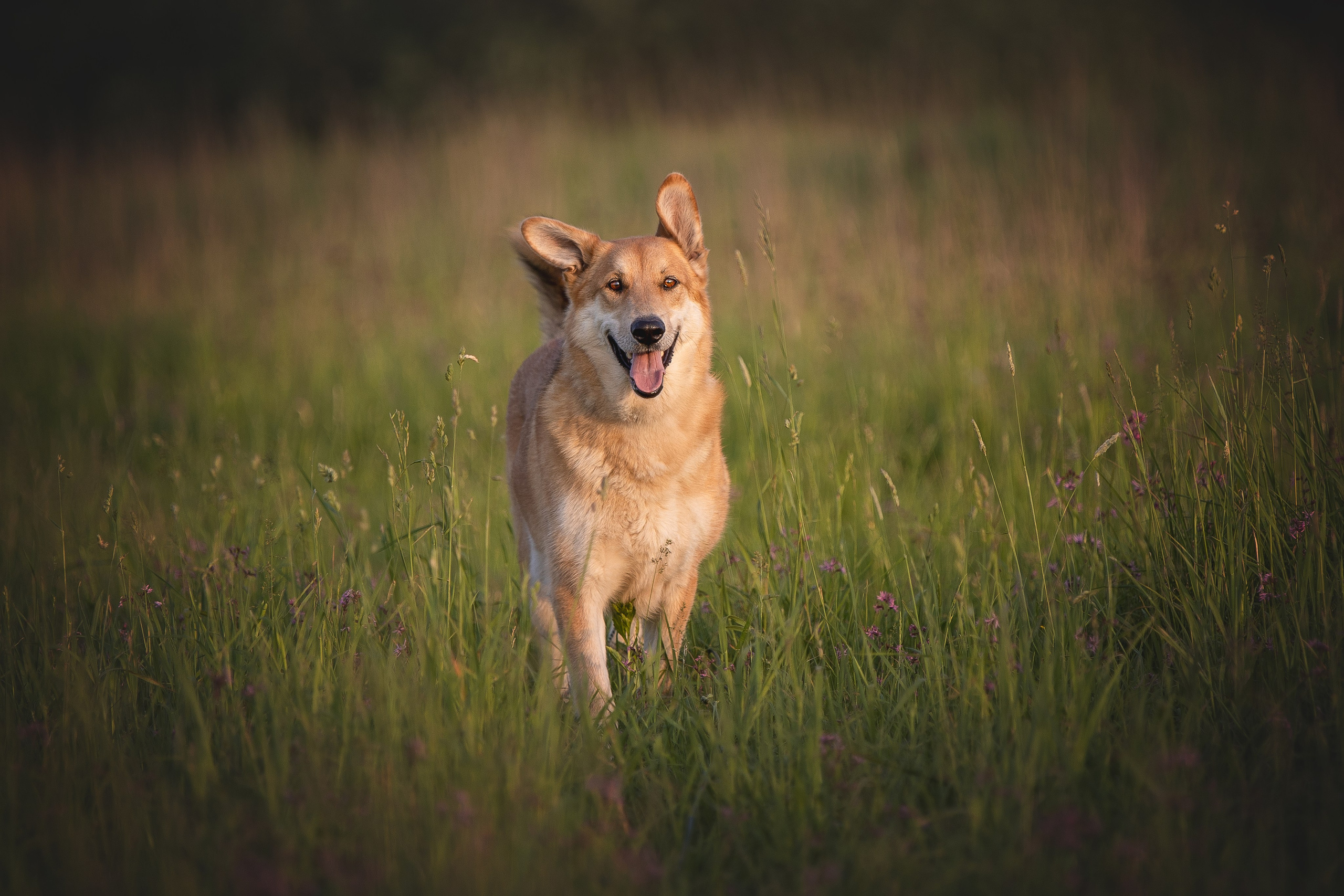 Галерея. Фотограф-анималист в Москве и Подмосковье