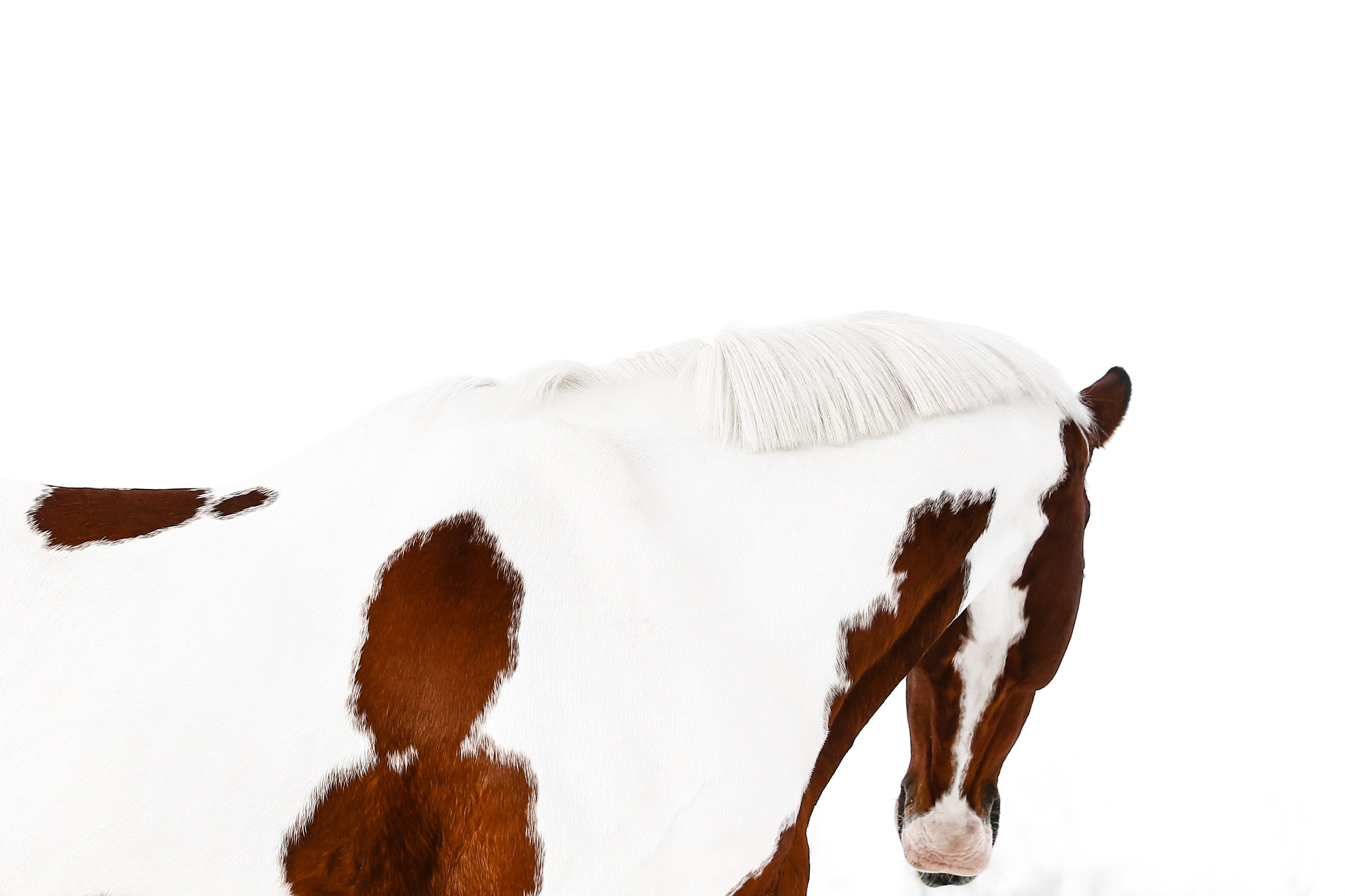 Пятна. KatymartArt — Equine photography