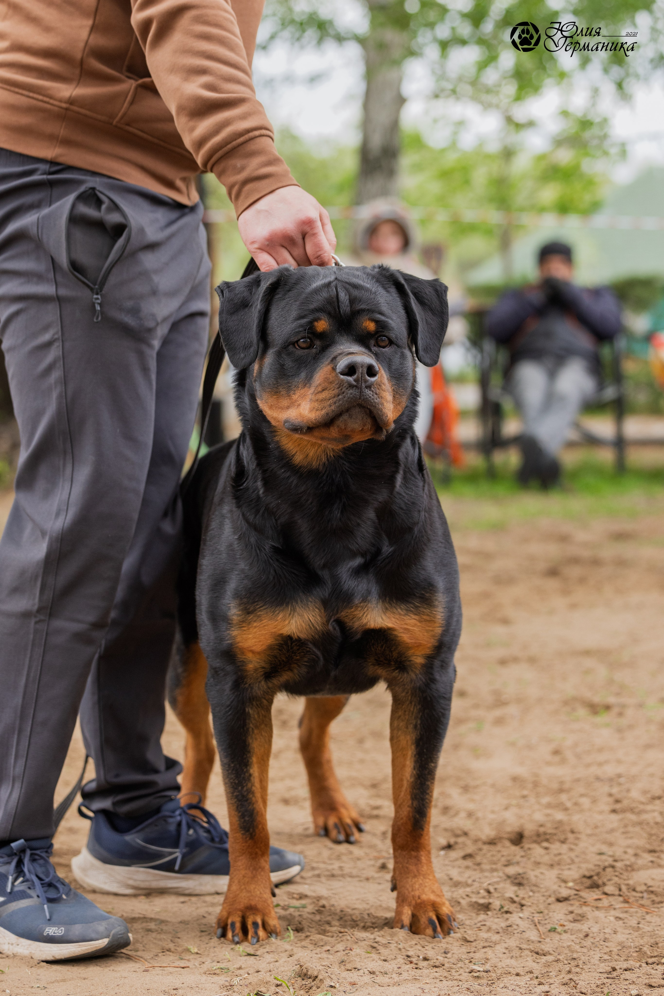 Саратов моно ротвейлеров 26-27.04.2025. Фотограф-анималист Юлия Германика