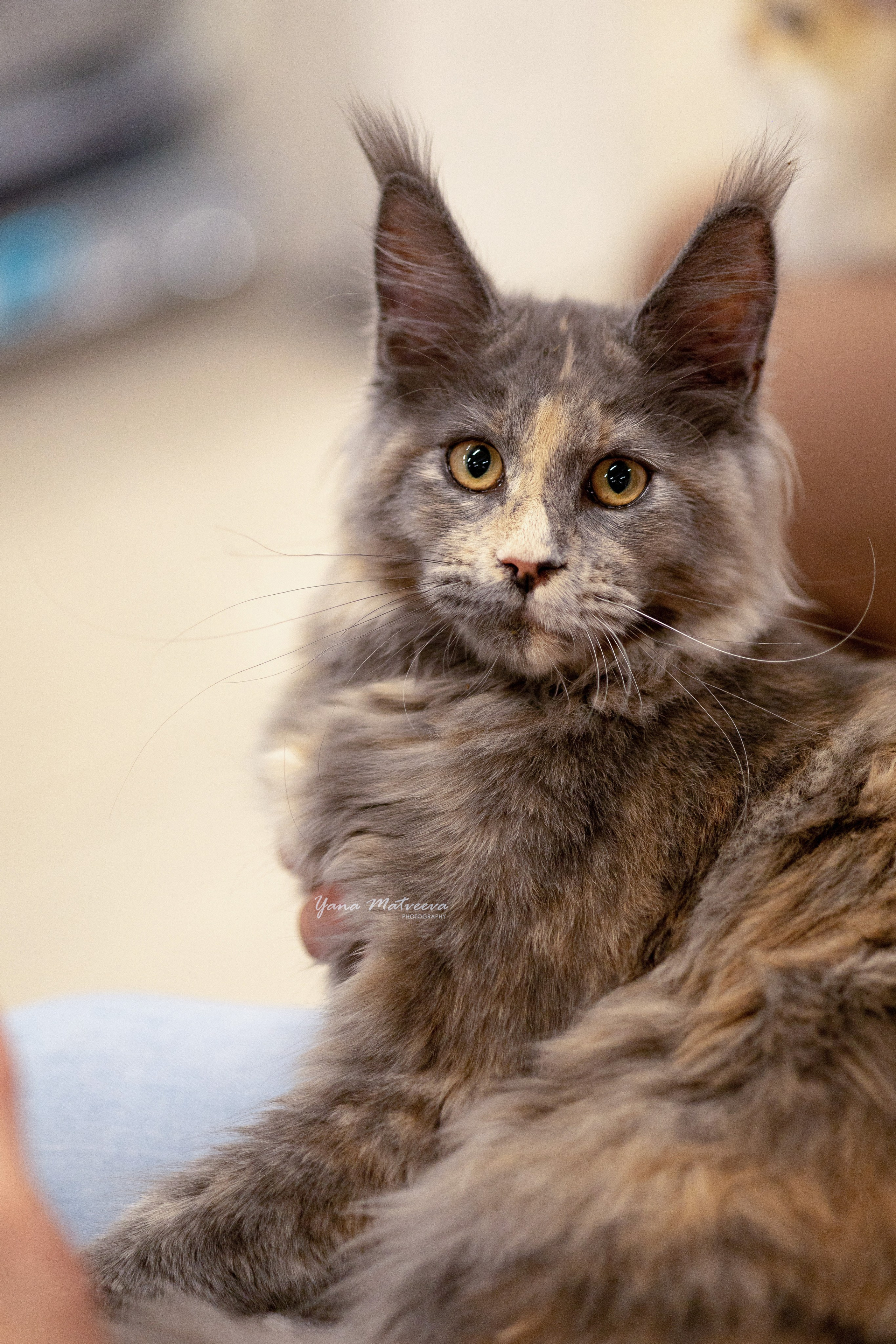 Кошки. Фотограф Яна Матвеева в Ижевске