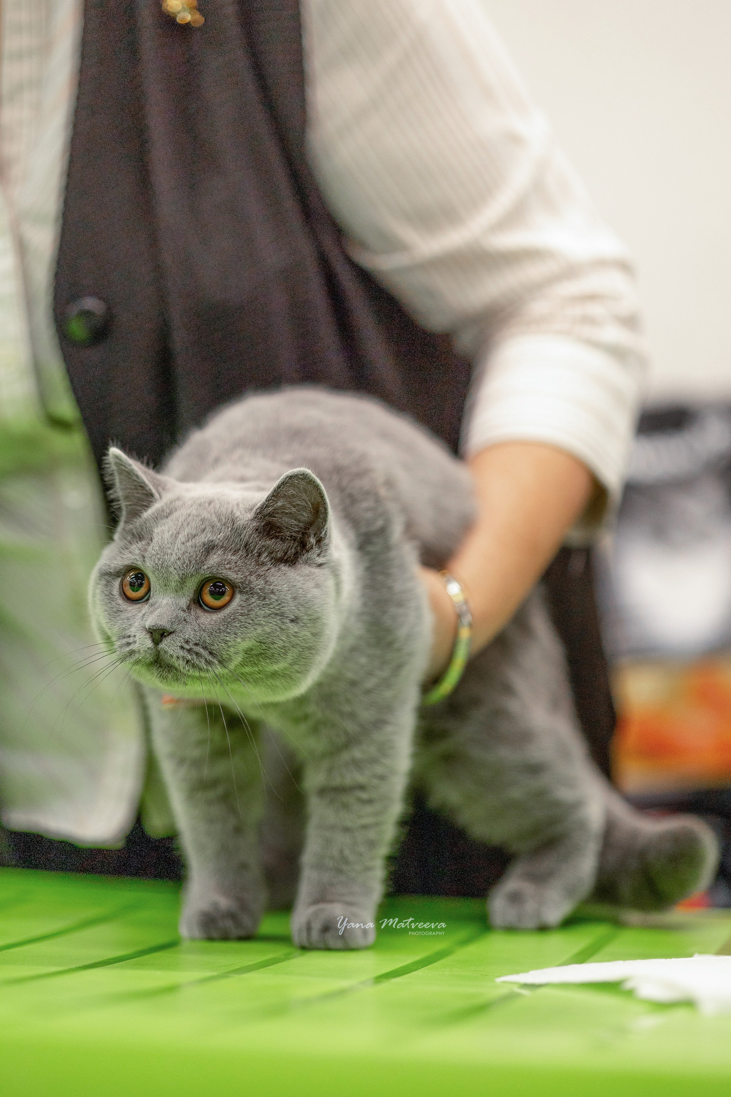 Кошки. Фотограф Яна Матвеева в Ижевске