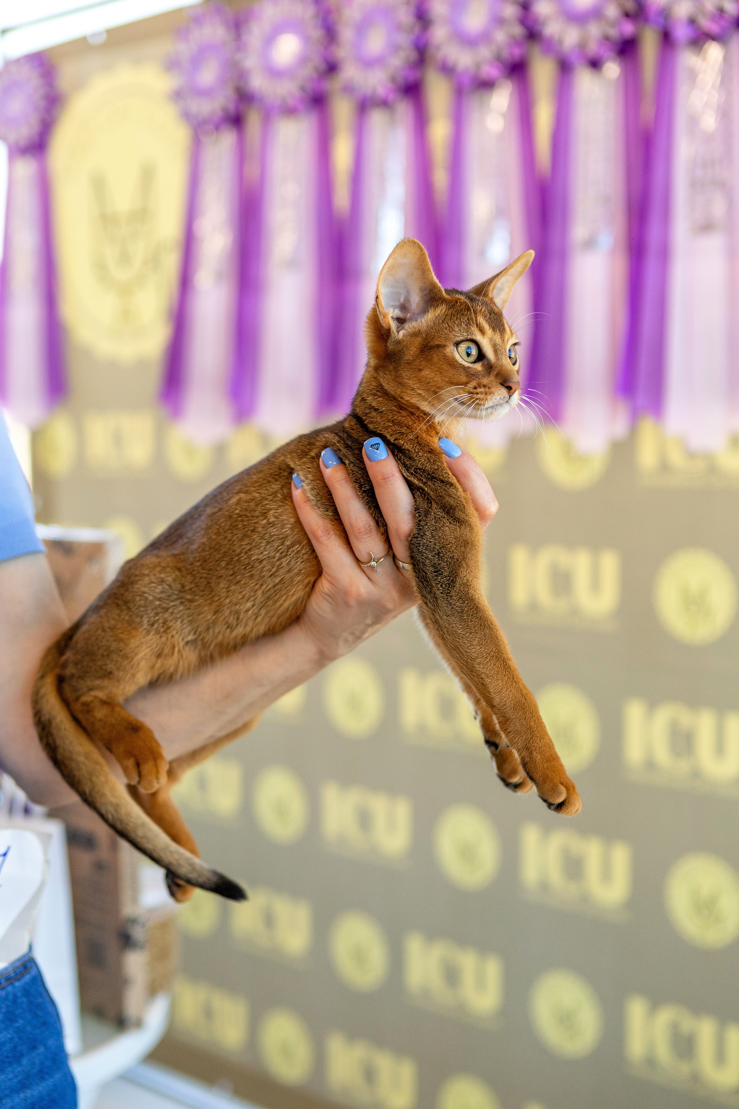 Котята. Фотограф Яна Матвеева в Ижевске