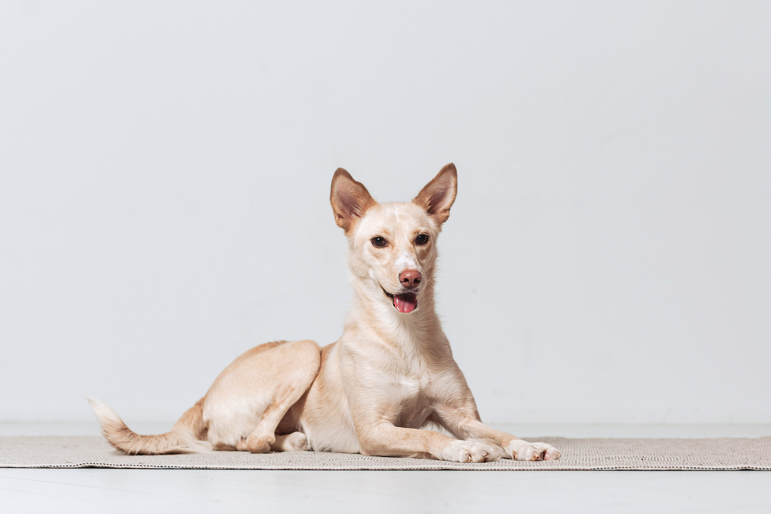 Студийная съемка 2 собак 2024. Фотограф-анималист Татьяна Степанова