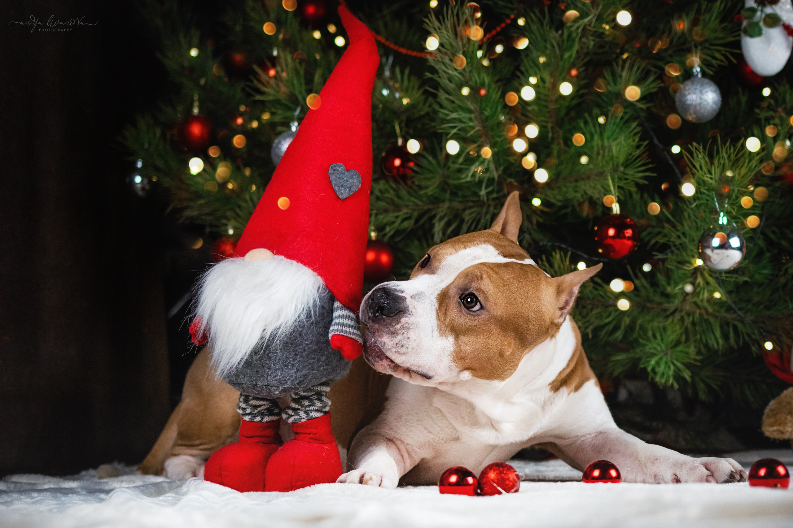 Новогодняя атмосфера в «Simply the Best». Фотограф анималист Аня Ливанова | Рыбинск