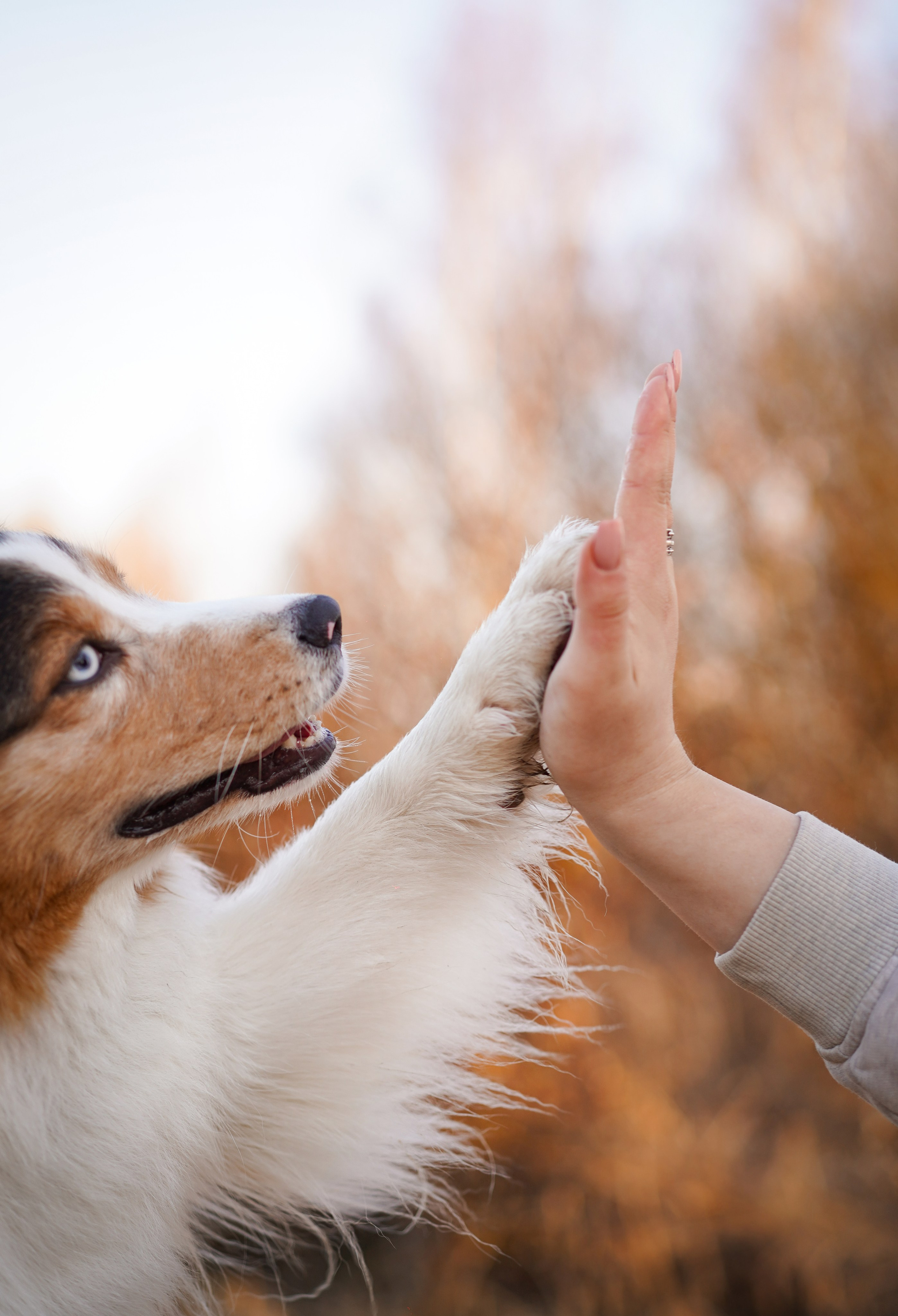 Кристина Рокки и Валькирия. Фотограф-анималист в Санкт-Петербурге Яна Мартынова