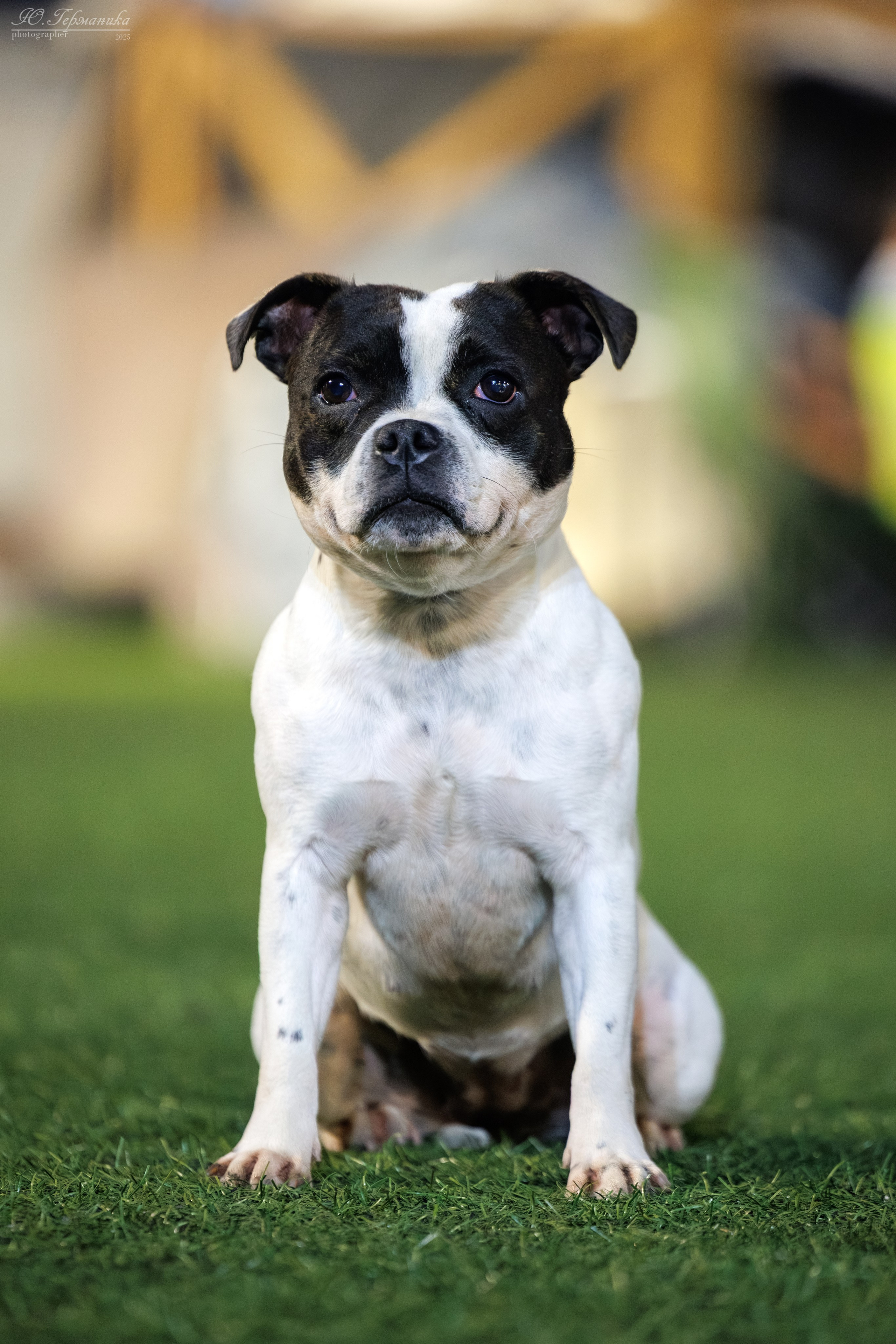 Калининград 25-27.07 Волгоград 1-3.08 2025. Фотограф-анималист Юлия Германика