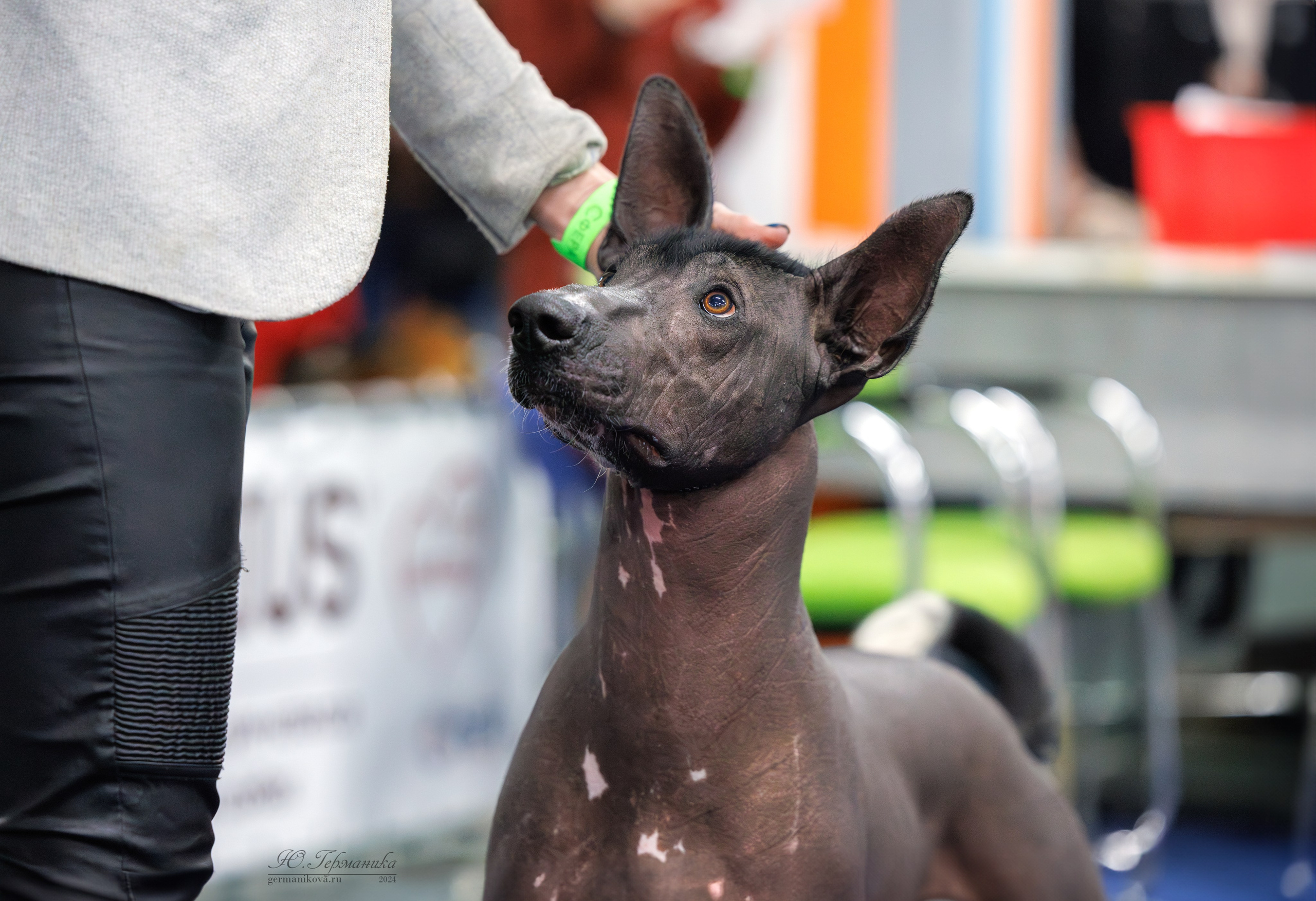 Сфера и Крокус 8,9,16 и 30.03.2025. Фотограф-анималист Юлия Германика