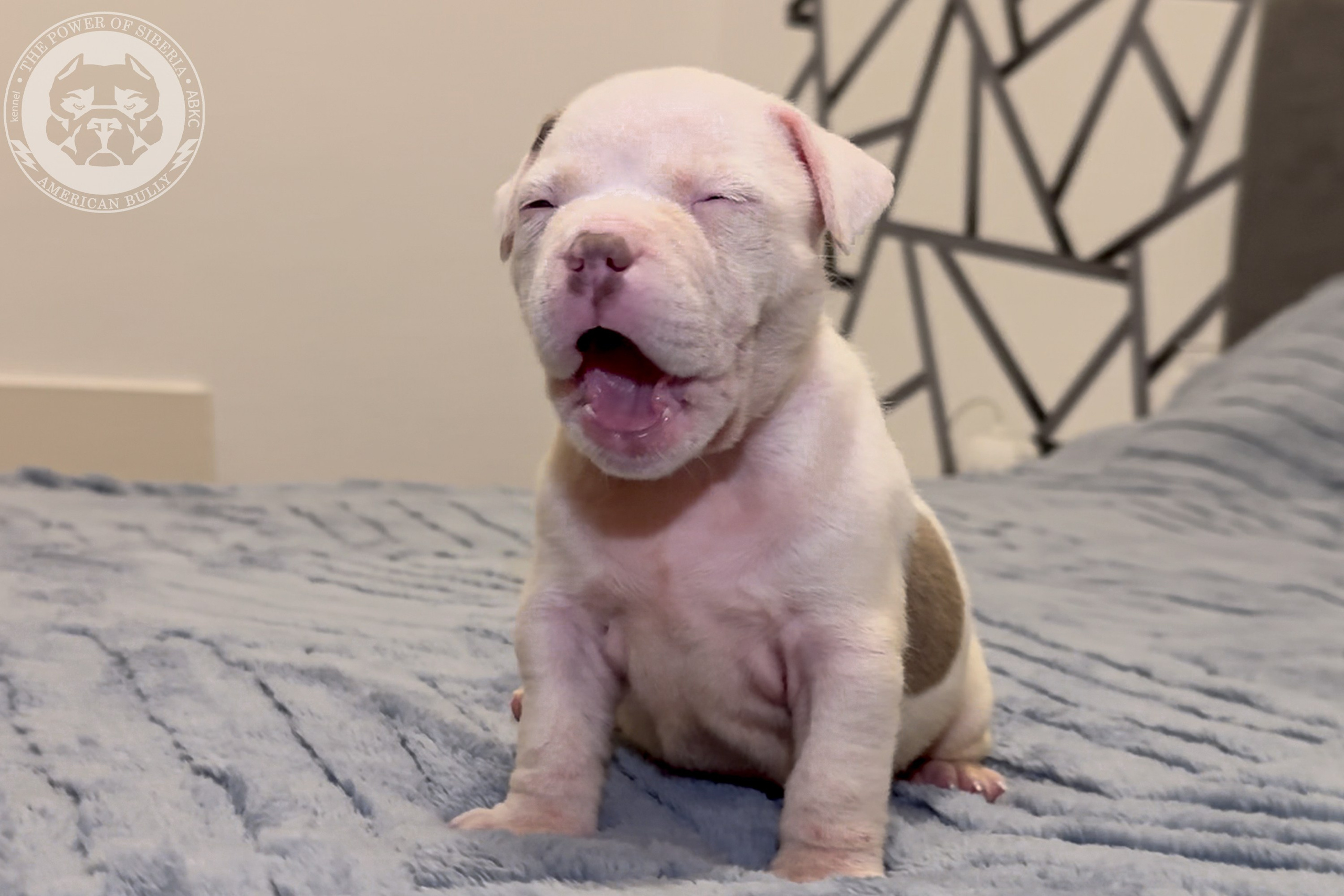 Свободные щенки Американский Булли стандарт и Свободные щенки Американский Булли классик. Американский Булли в г. Ростов-на-Дону. Питомник THE POWER OF SIBERIA