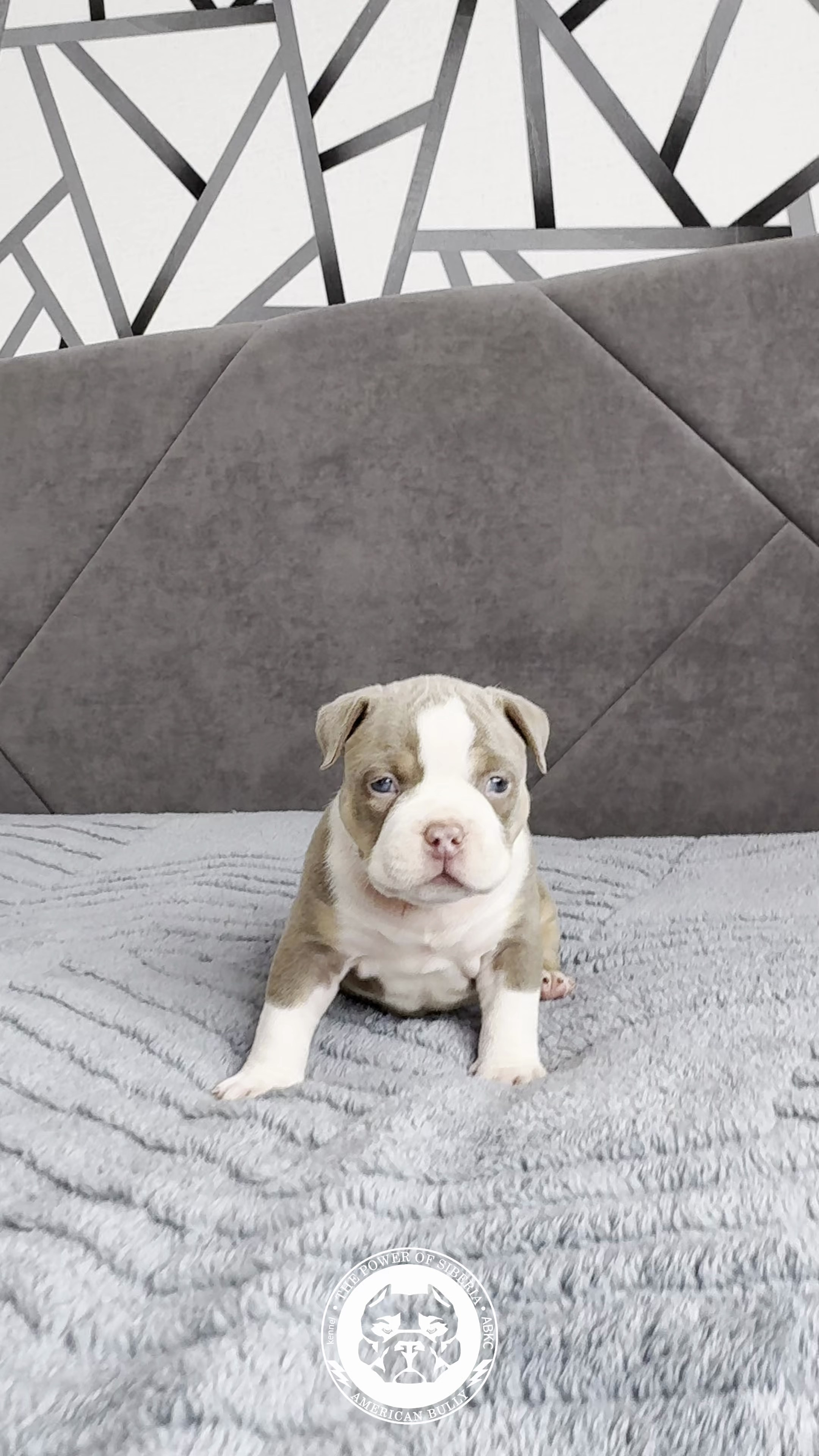 21.02.26-Мила-Турук. Американский Булли в г. Ростов-на-Дону. Питомник THE POWER OF SIBERIA