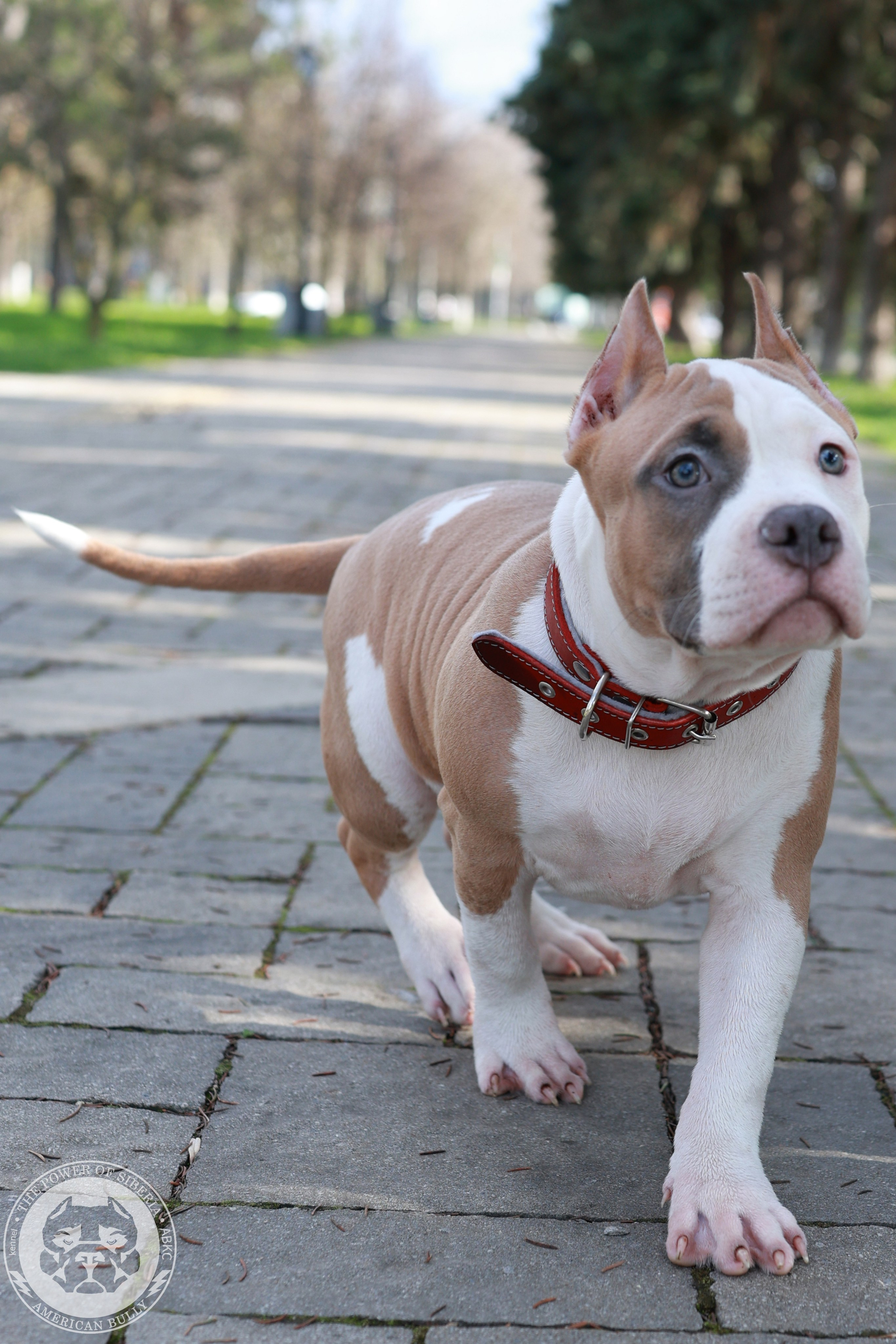 13.12.25-Мия-Турук. Американский Булли в г. Ростов-на-Дону. Питомник THE POWER OF SIBERIA