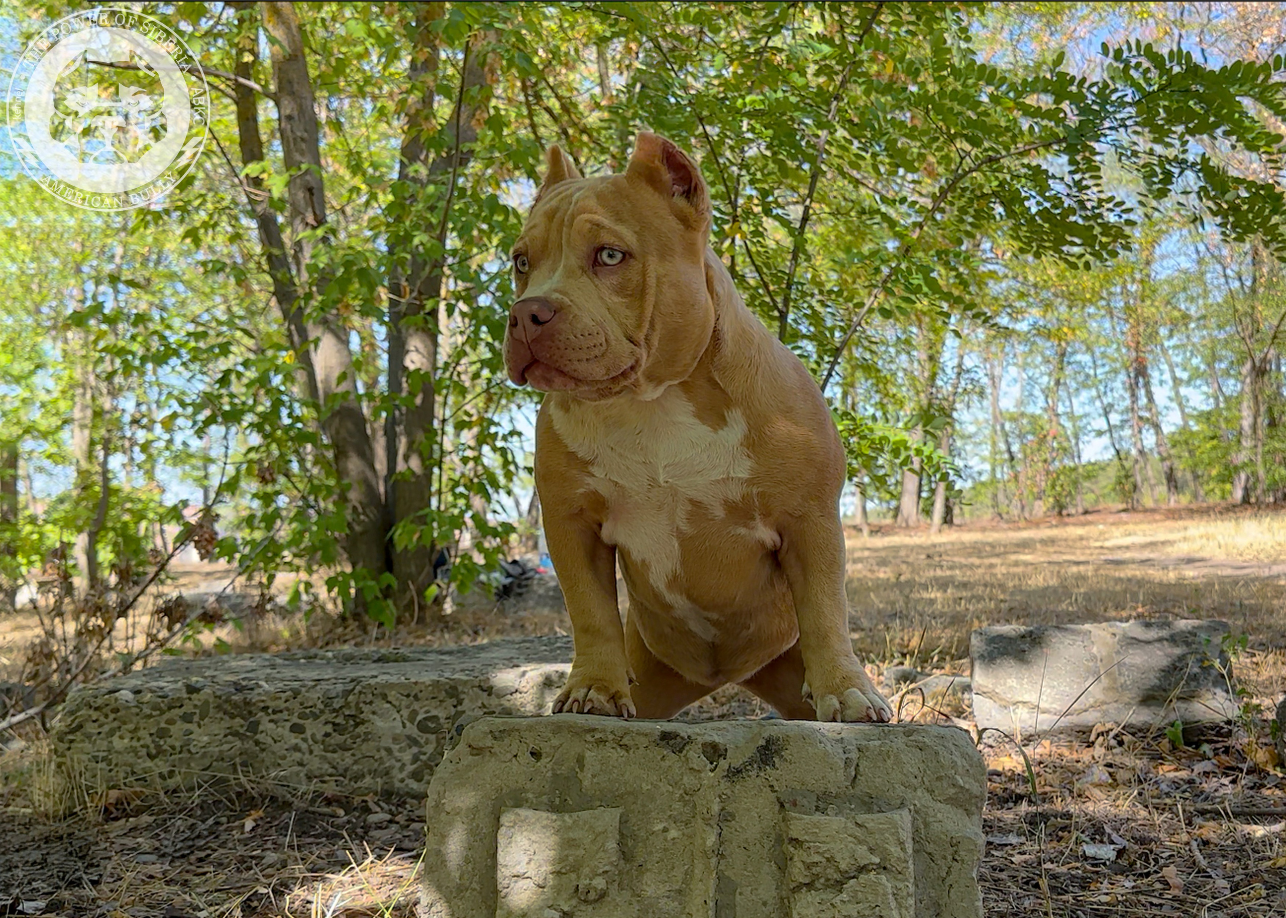Помет Каспер и Тагира. 21.04.25. Американский Булли в г. Ростов-на-Дону. Питомник THE POWER OF SIBERIA