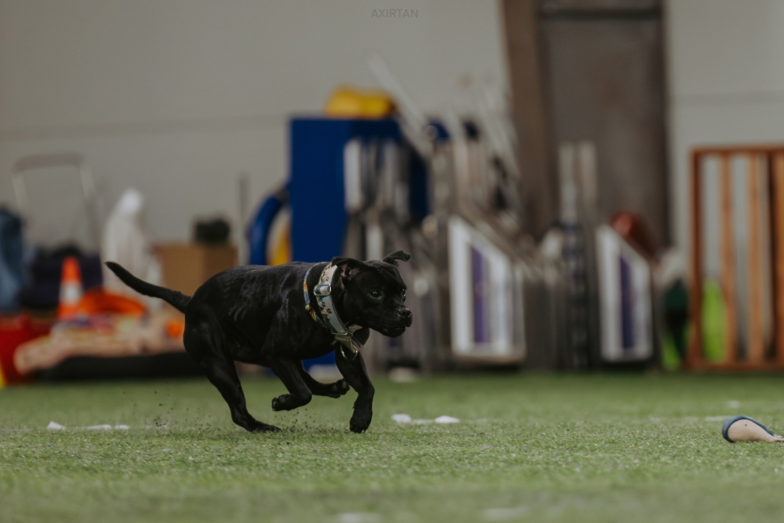 Тсахик. BLGKV питомник собак