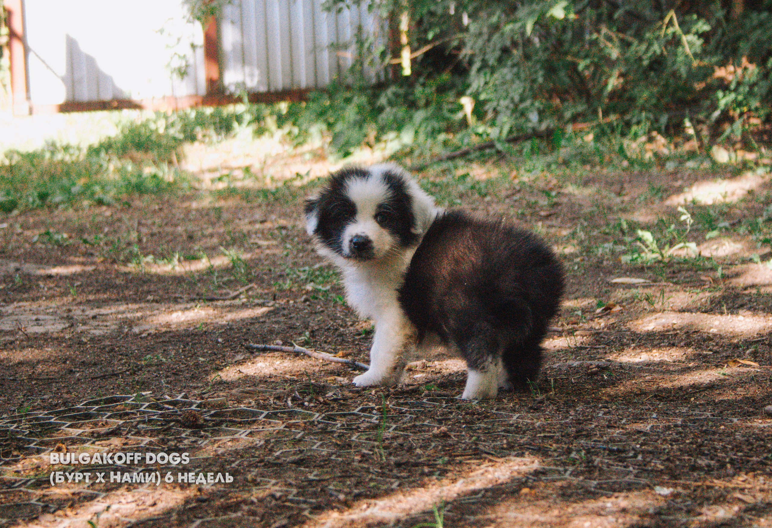 Карныш. BLGKV питомник собак