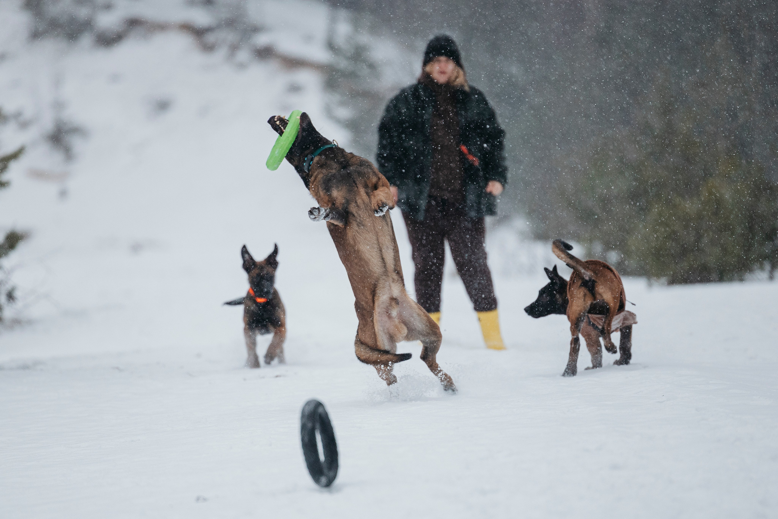 Карьер. Фотограф-анималист Анна Маринич