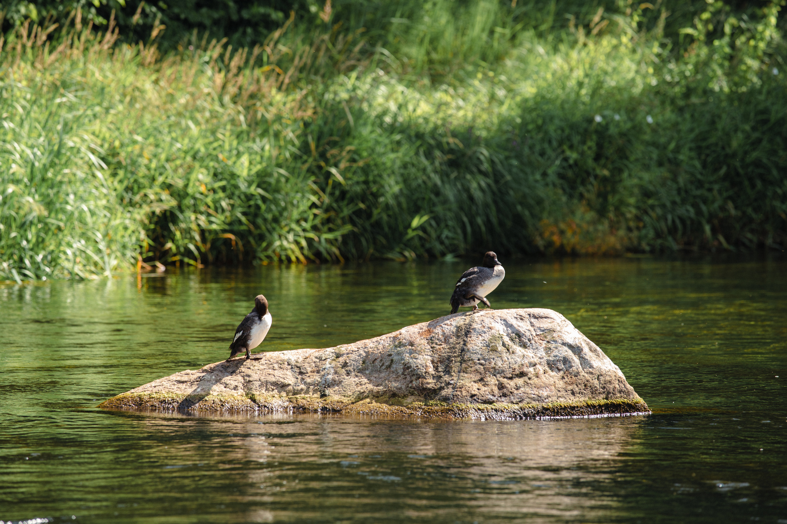 Сплавы на сапах по р. Оредеж. Фотограф в Санкт-Петербурге