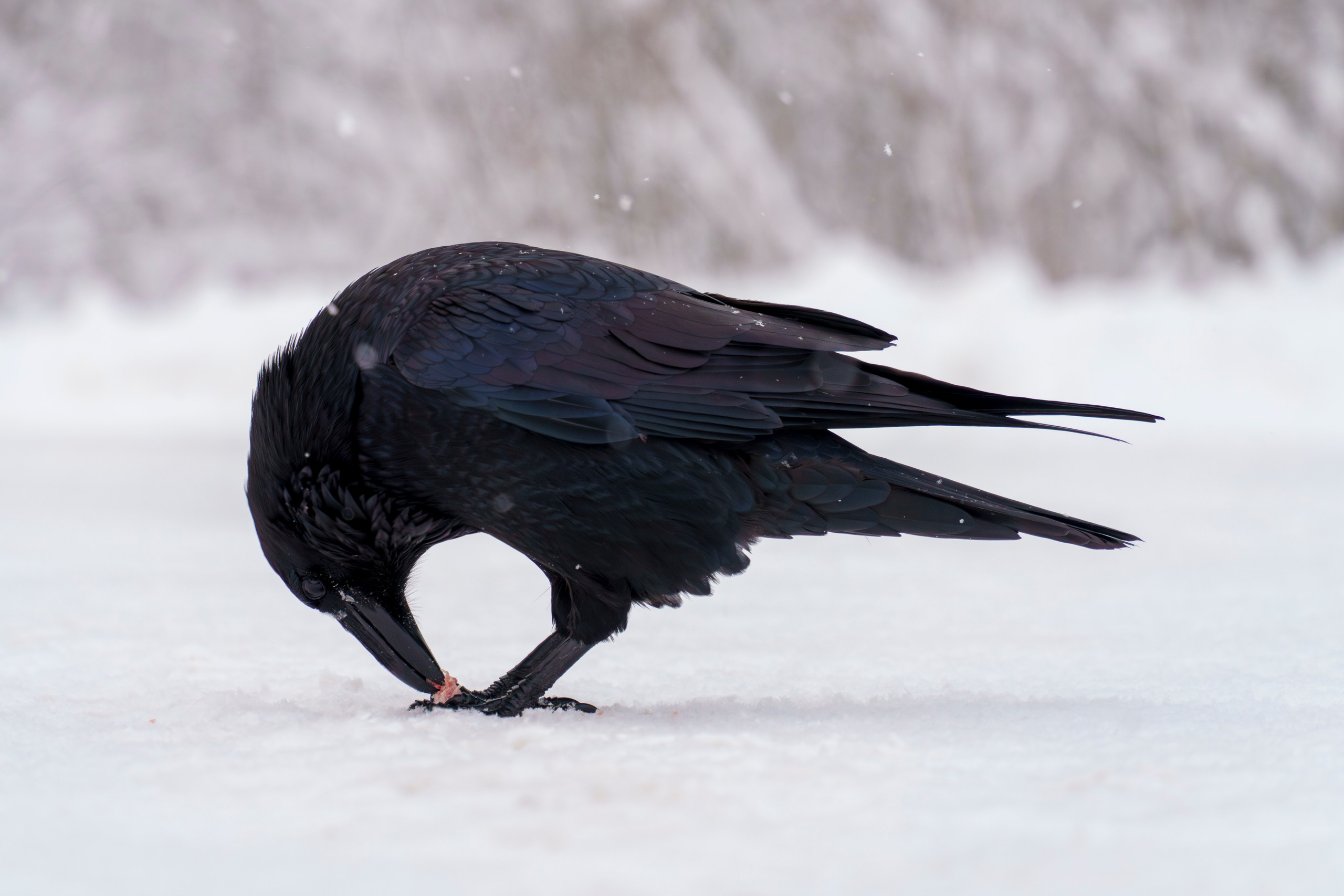 Animals — Животные